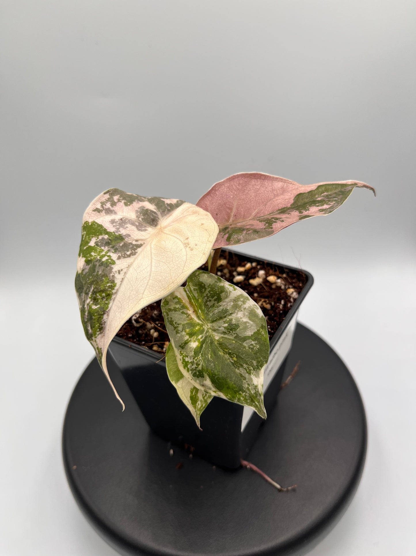 Alocasia Wentii albo / pink variegated