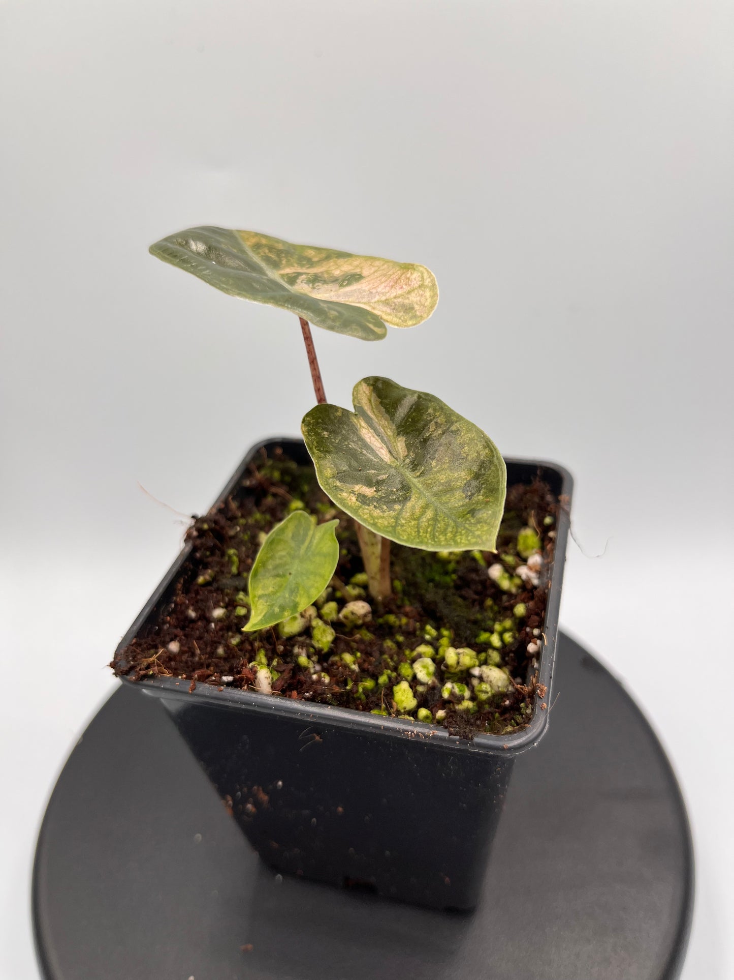 Alocasia pseudo Sanderiana pink variegated #2