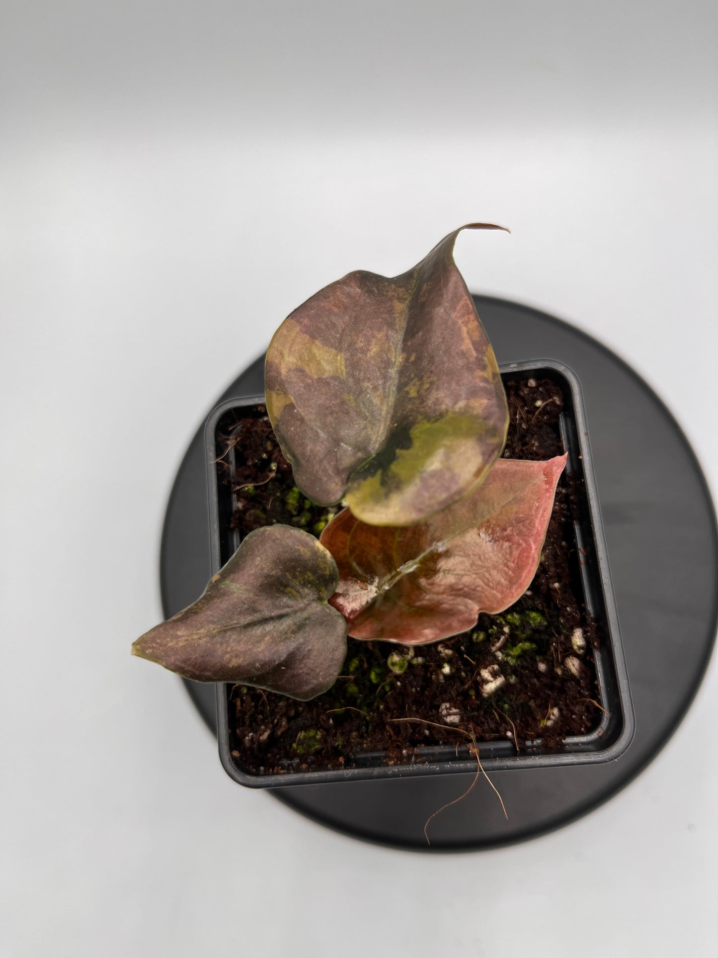 Alocasia Cuprea latte gold aurea variegated #5