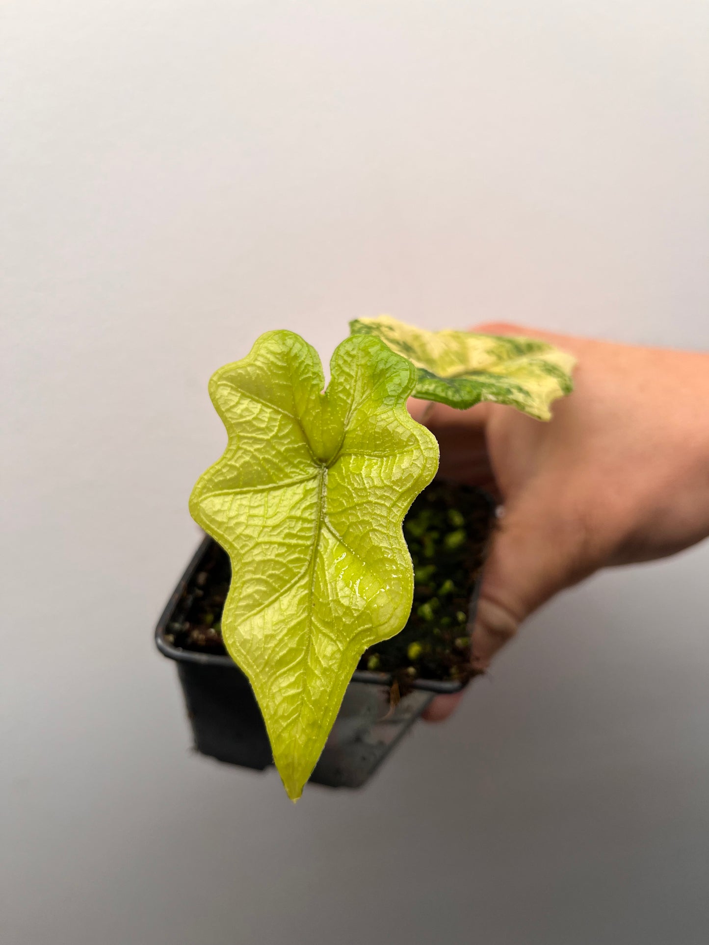 Alocasia Tandurusa aurea variegated #2