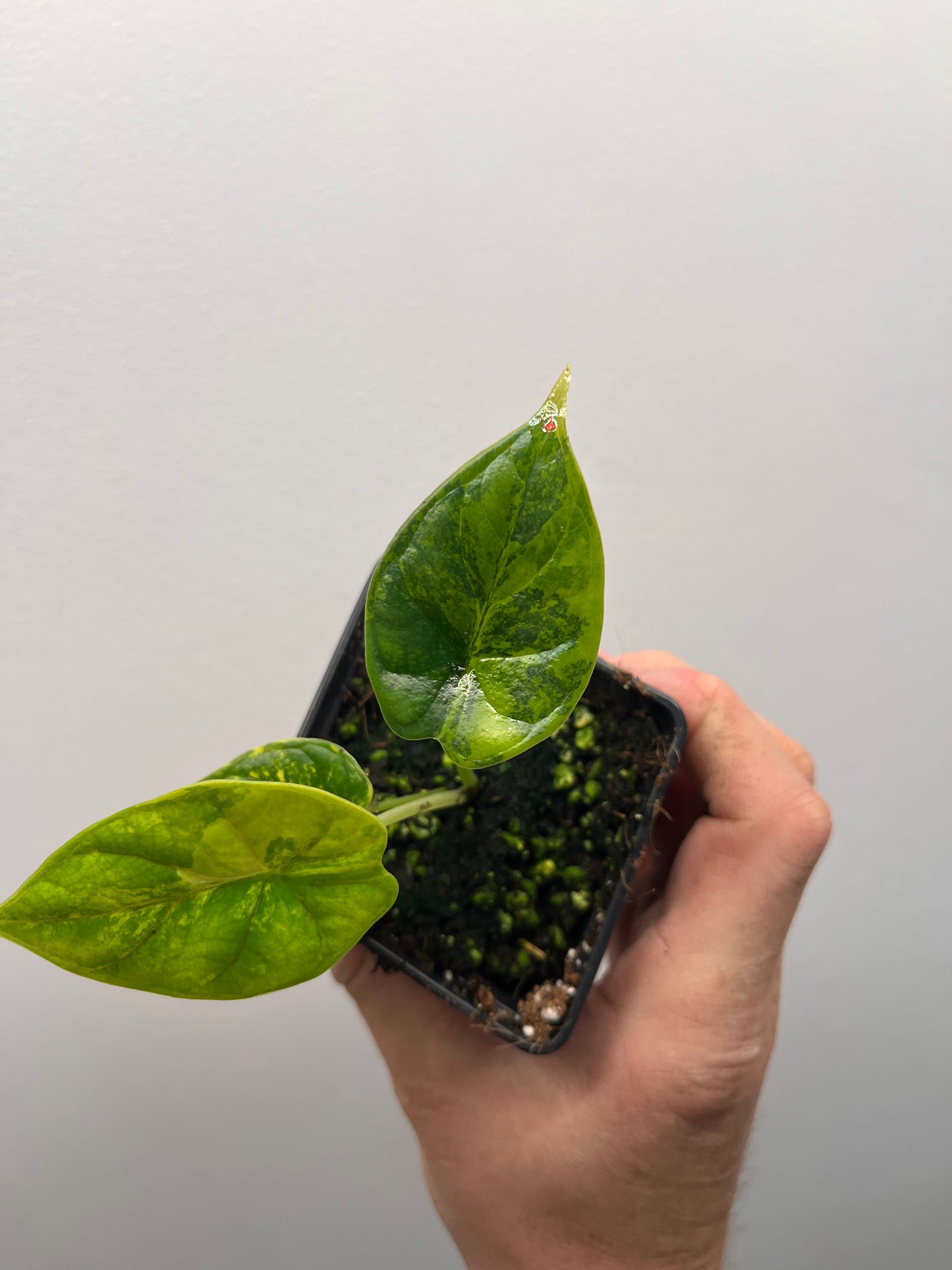 Alocasia Dragon scale aurea variegated #2
