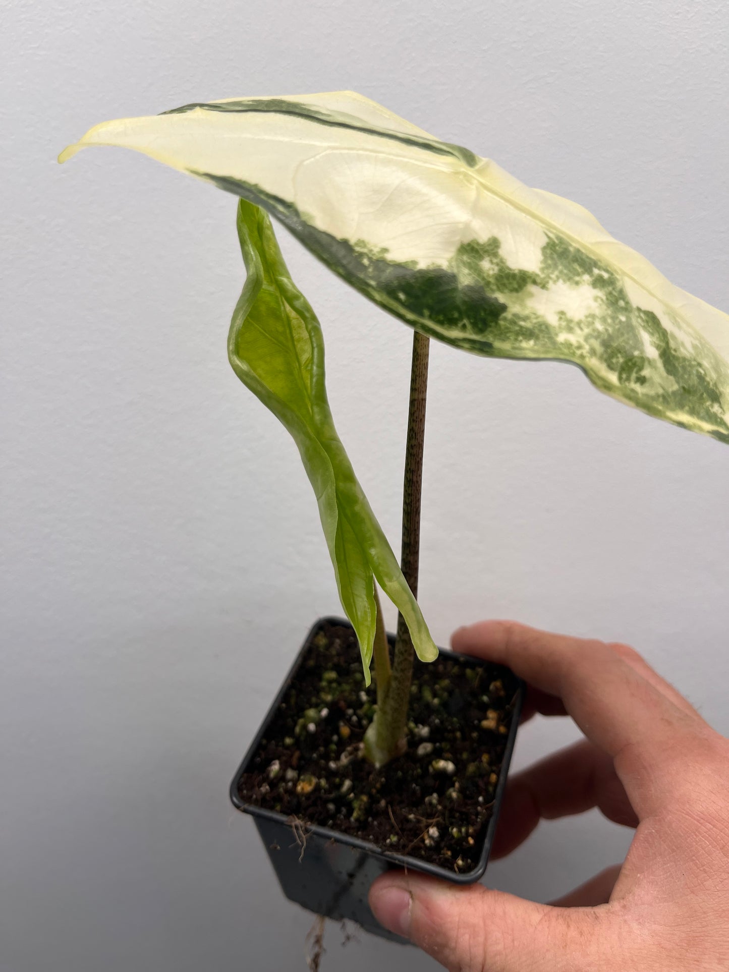 Alocasia Longiloba albo variegated #1