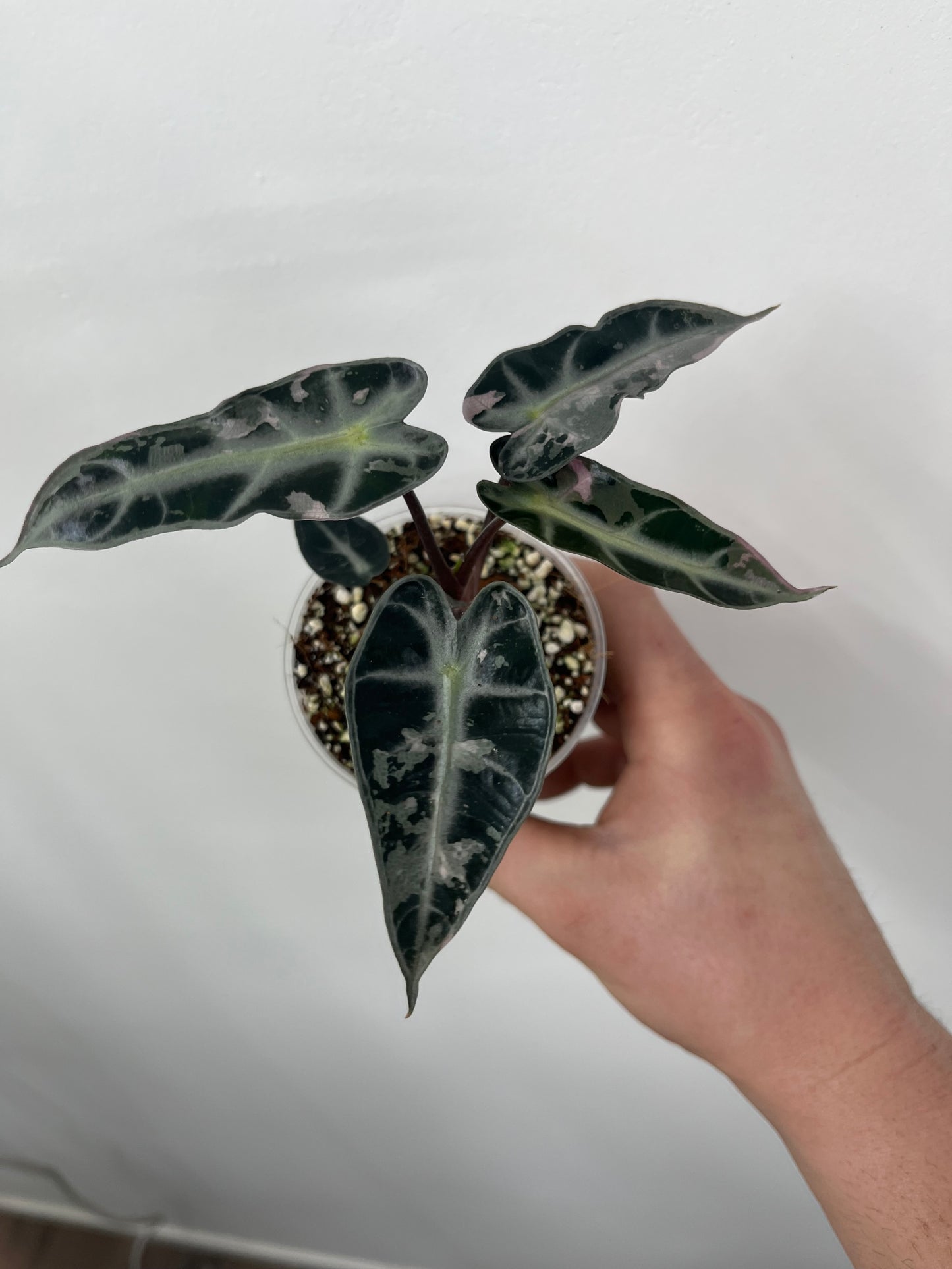 Alocasia Bambino Arrow Pink Variegata