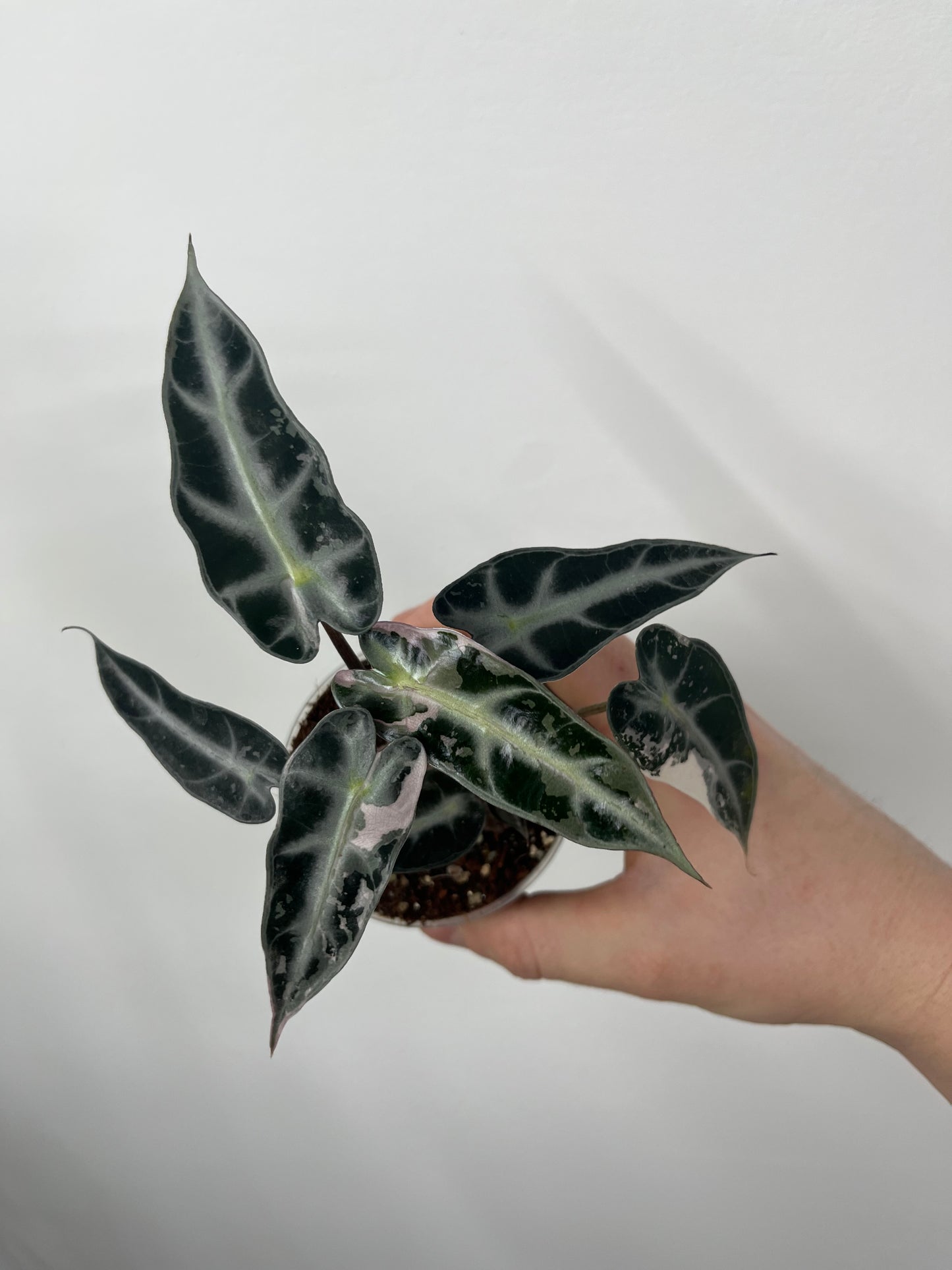 Alocasia Bambino Arrow Pink Variegata