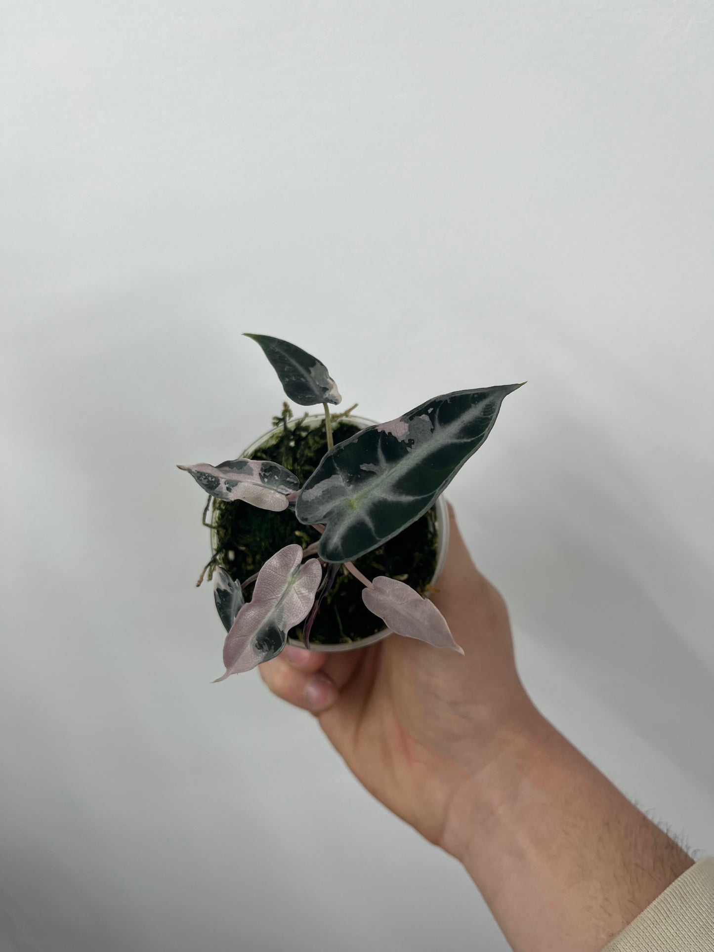 Alocasia Bambino Arrow Pink Variegata