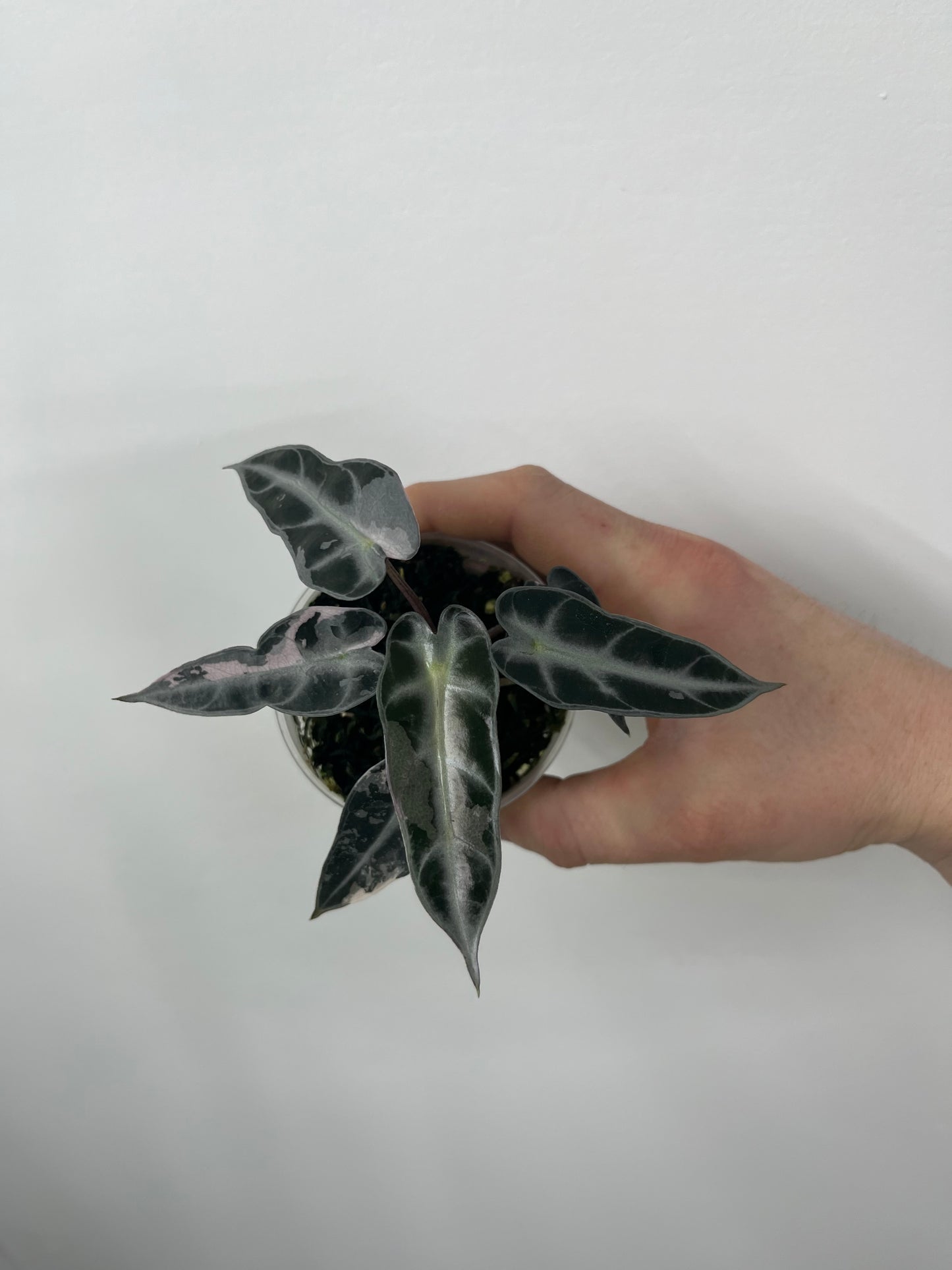 Alocasia Bambino Arrow Pink Variegata