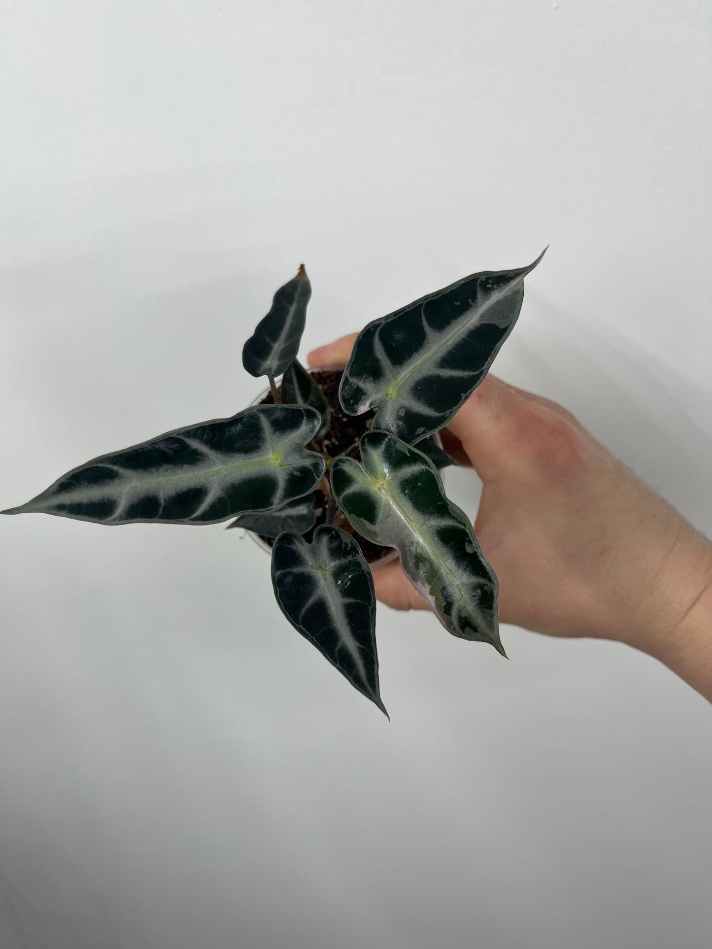 Alocasia Bambino Arrow Pink Variegata