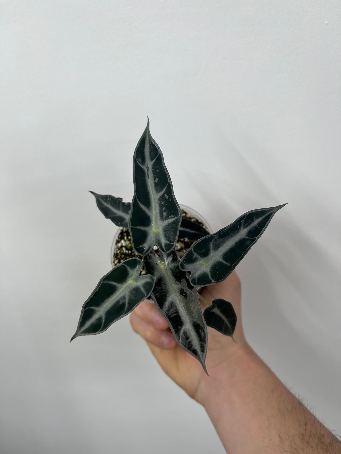 Alocasia Bambino Arrow Pink Variegata