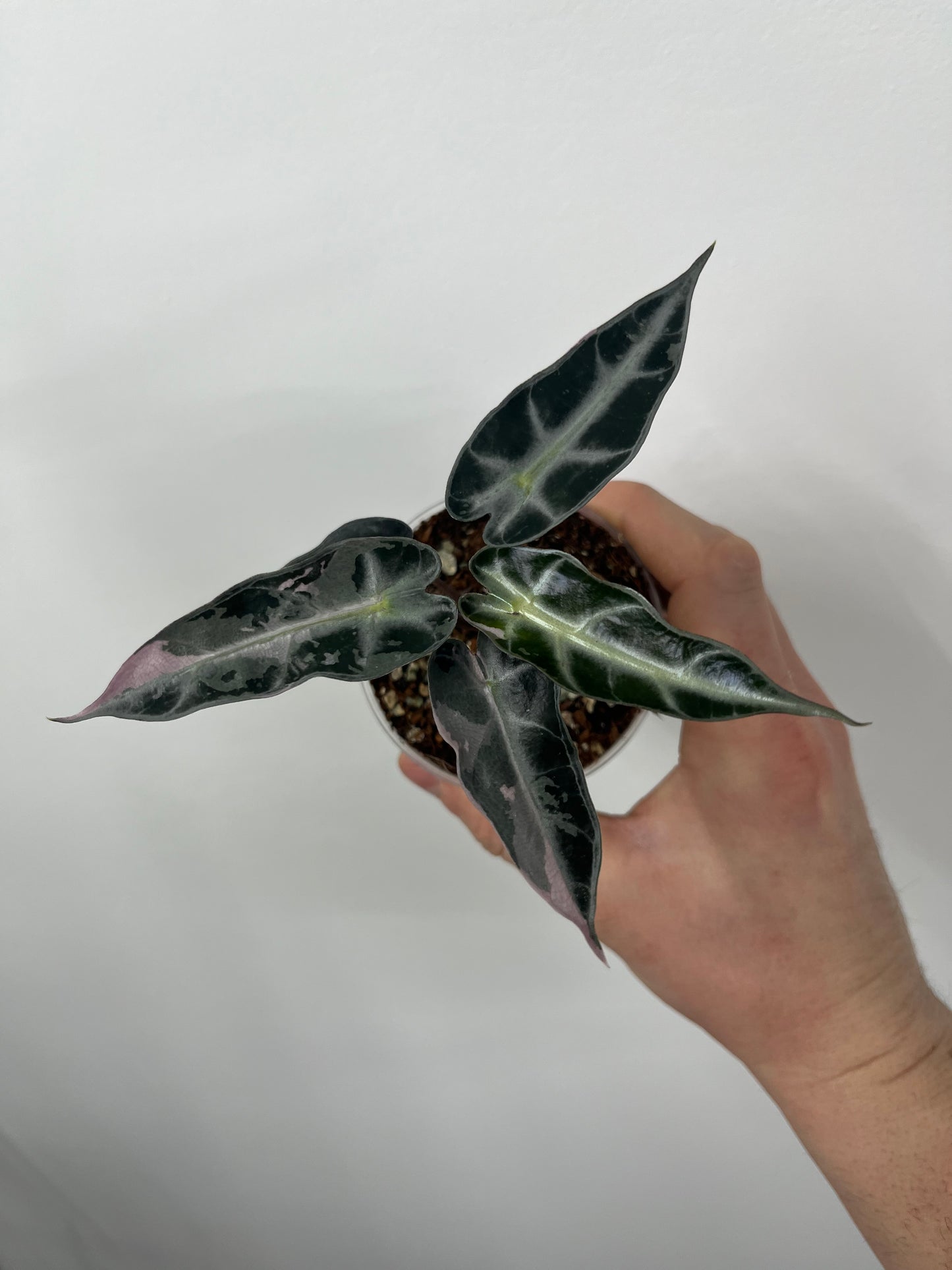 Alocasia Bambino Arrow Pink Variegata