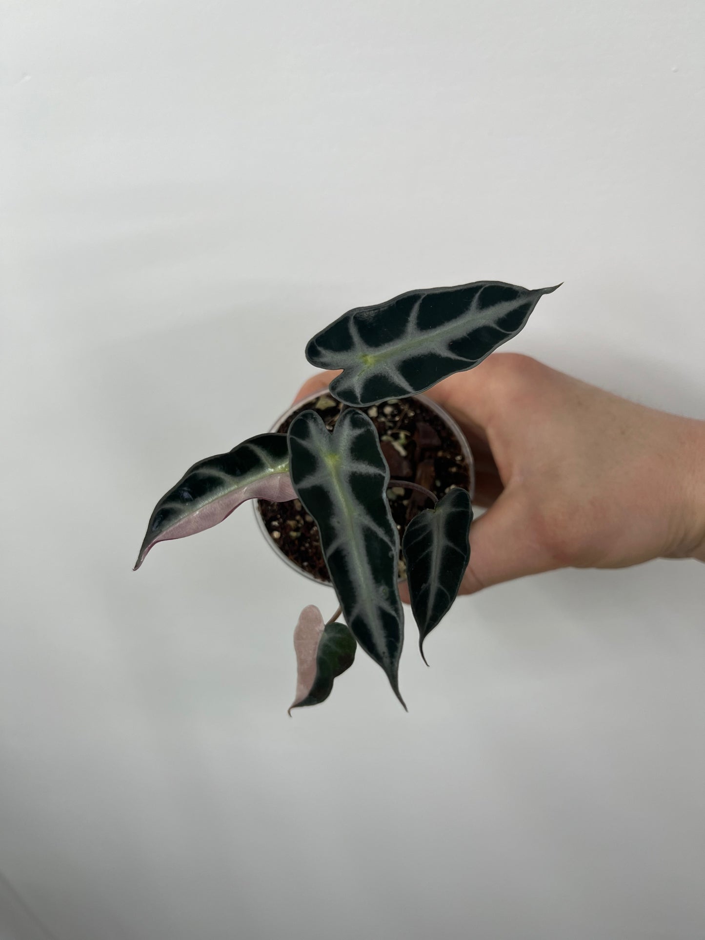 Alocasia Bambino Arrow Pink Variegata
