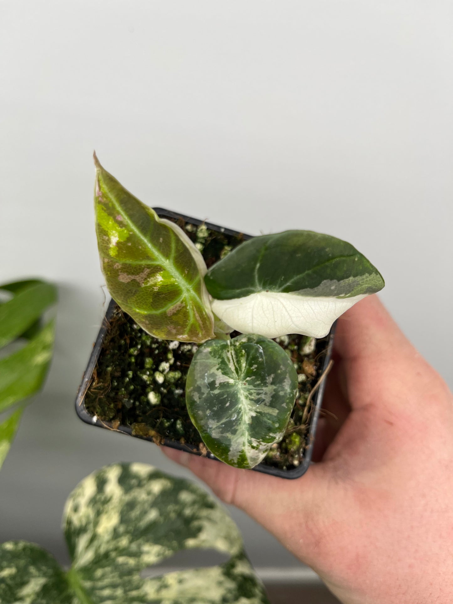 Alocasia Reginula Black velvet pink variegata