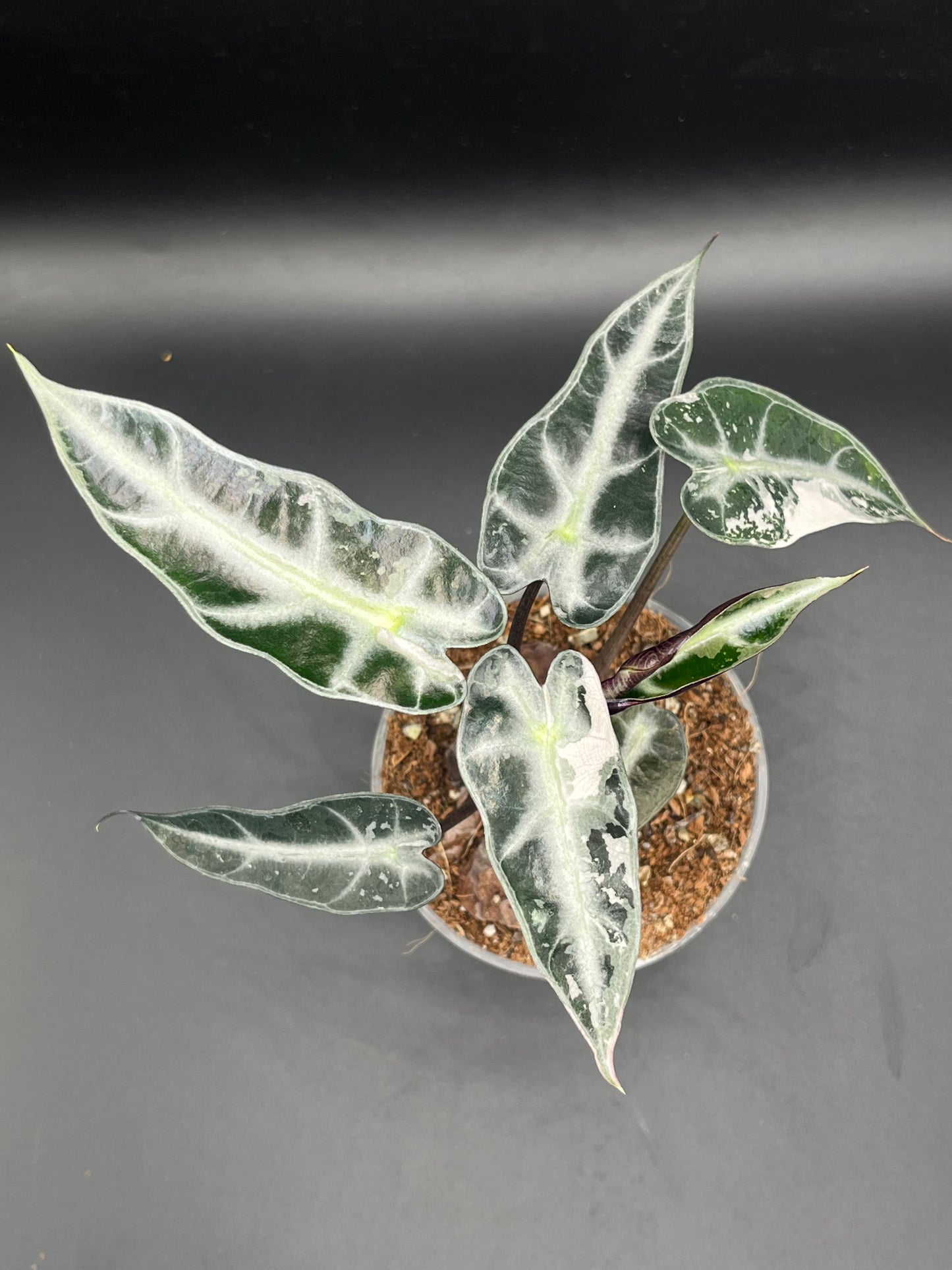 Alocasia Bambino Arrow Pink Variegata