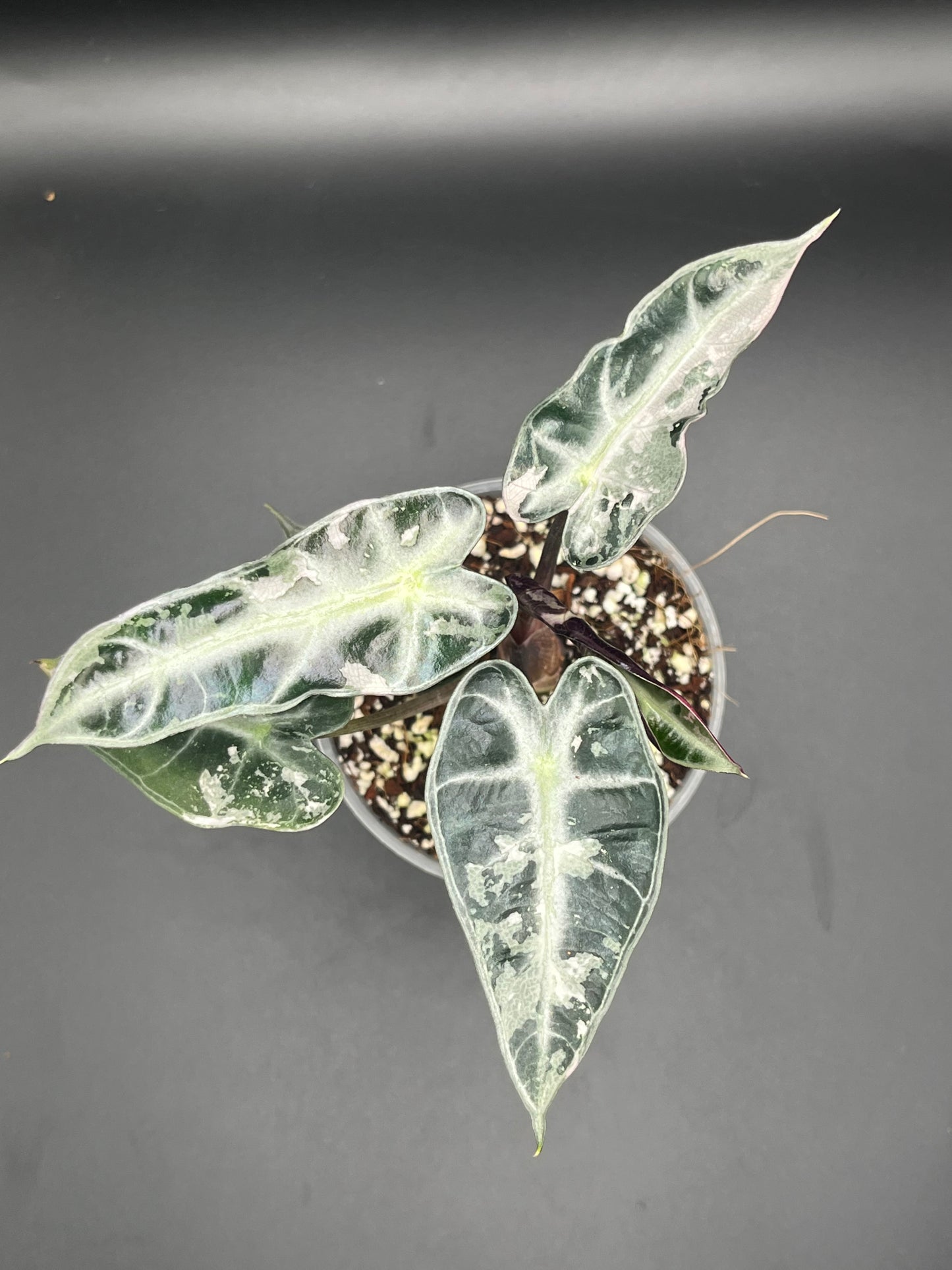 Alocasia Bambino Arrow Pink Variegata