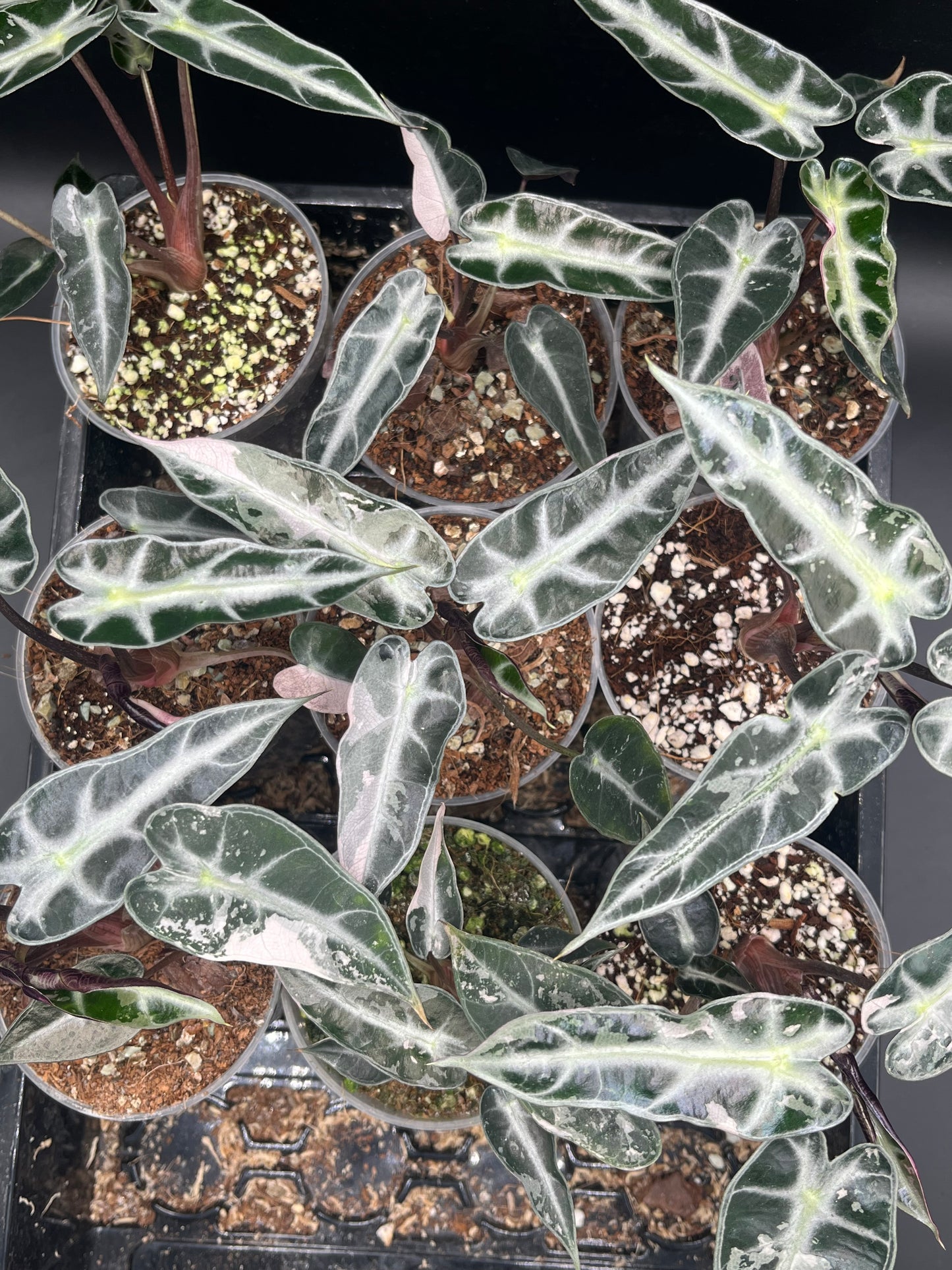 Alocasia Bambino Arrow Pink Variegata