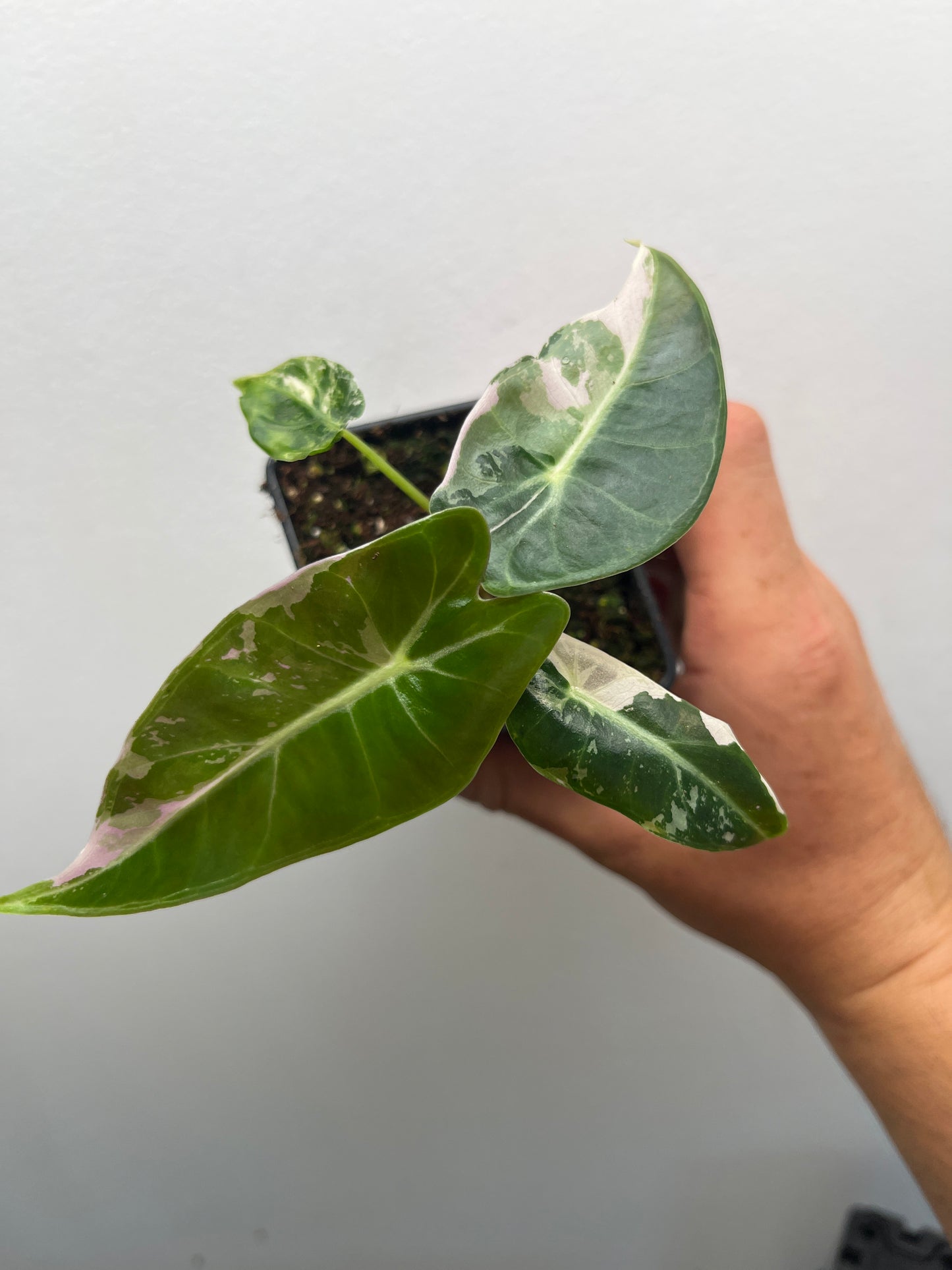 Alocasia Black Satun pink variegated #2 🦄