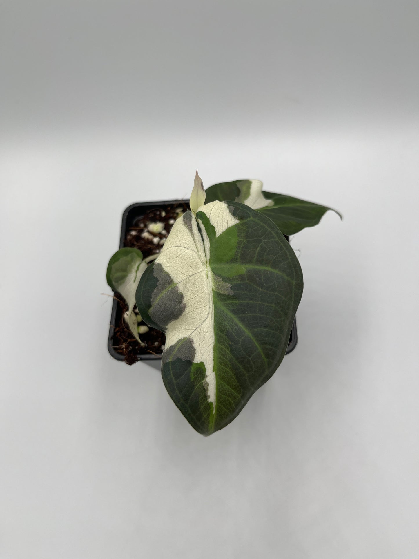 Alocasia Regal shields albo variegated #6