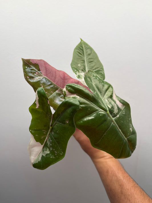 Alocasia pseudo Sanderiana pink variegated #4