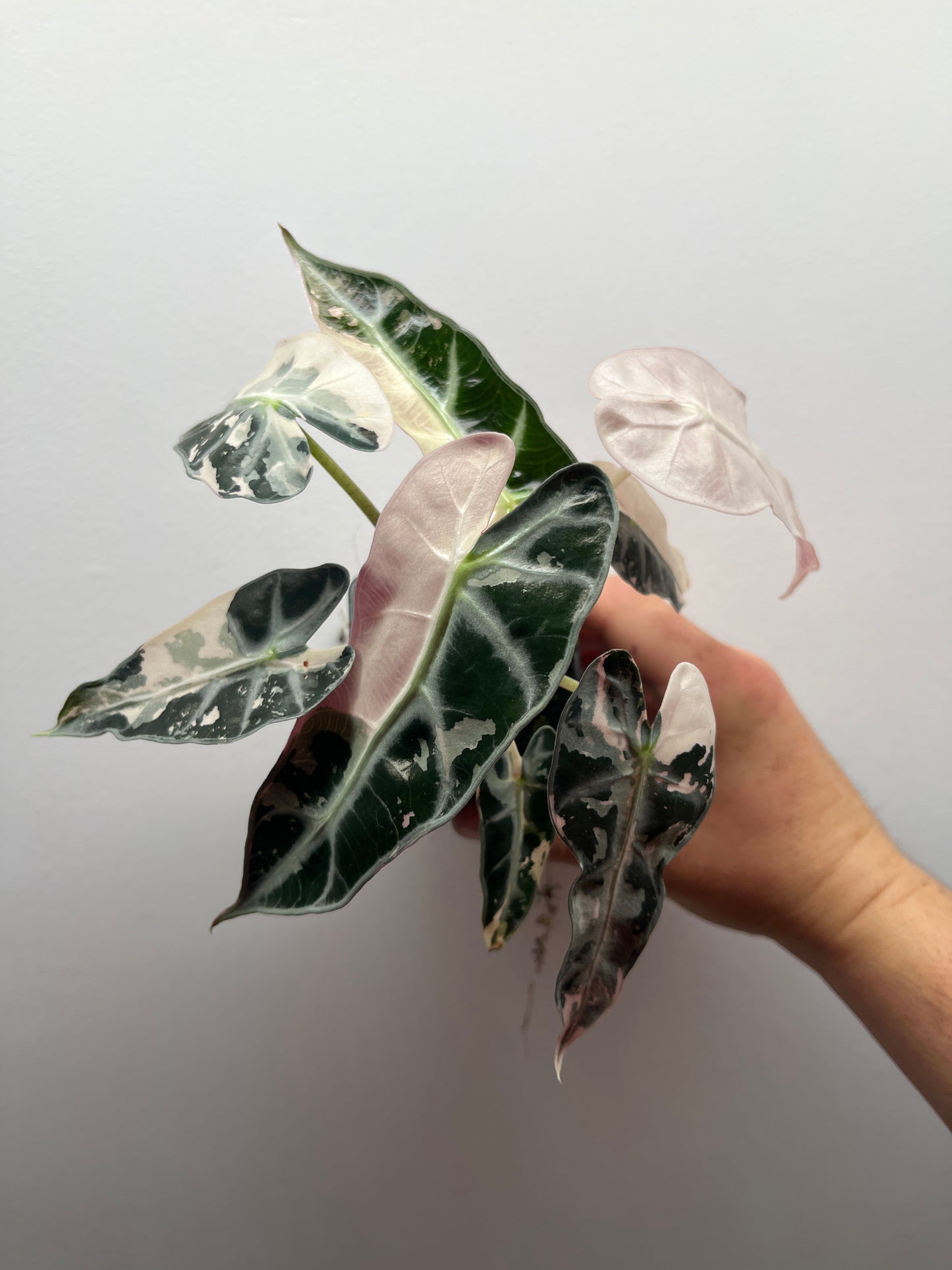 Alocasia Bambino pink variegated