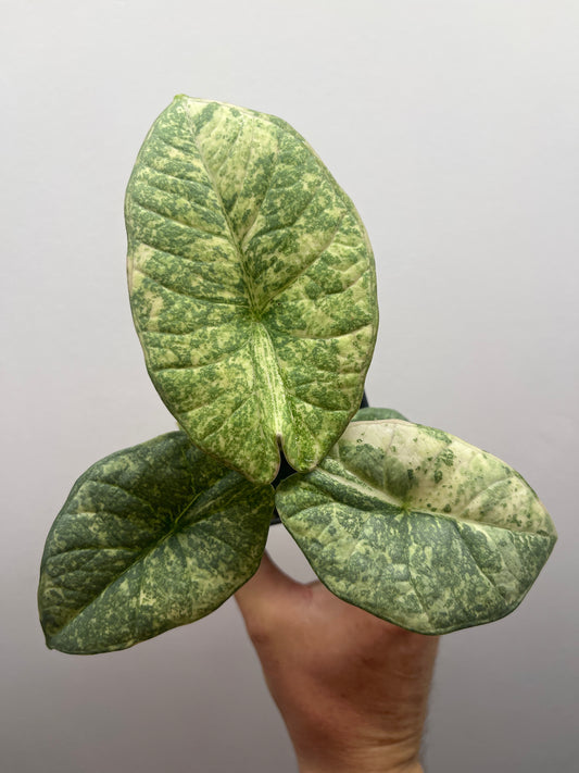 Alocasia Reginae Albo/Mint variegated #2