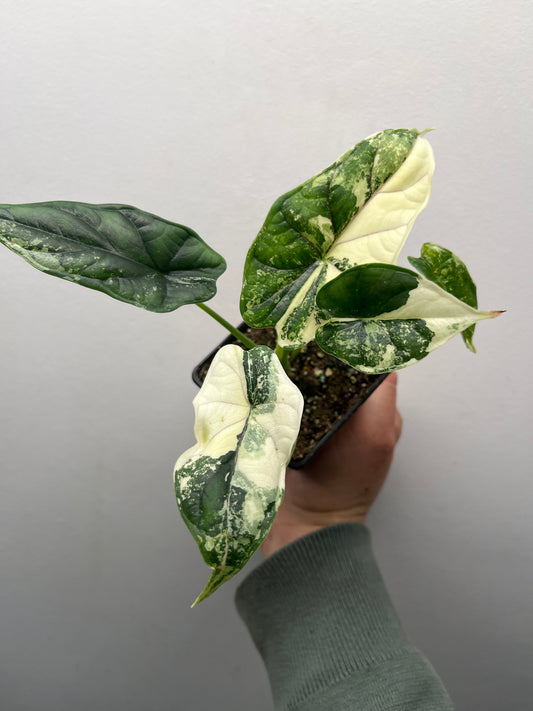 Alocasia Dragon Scale Albo Variegated - Rare Aroid