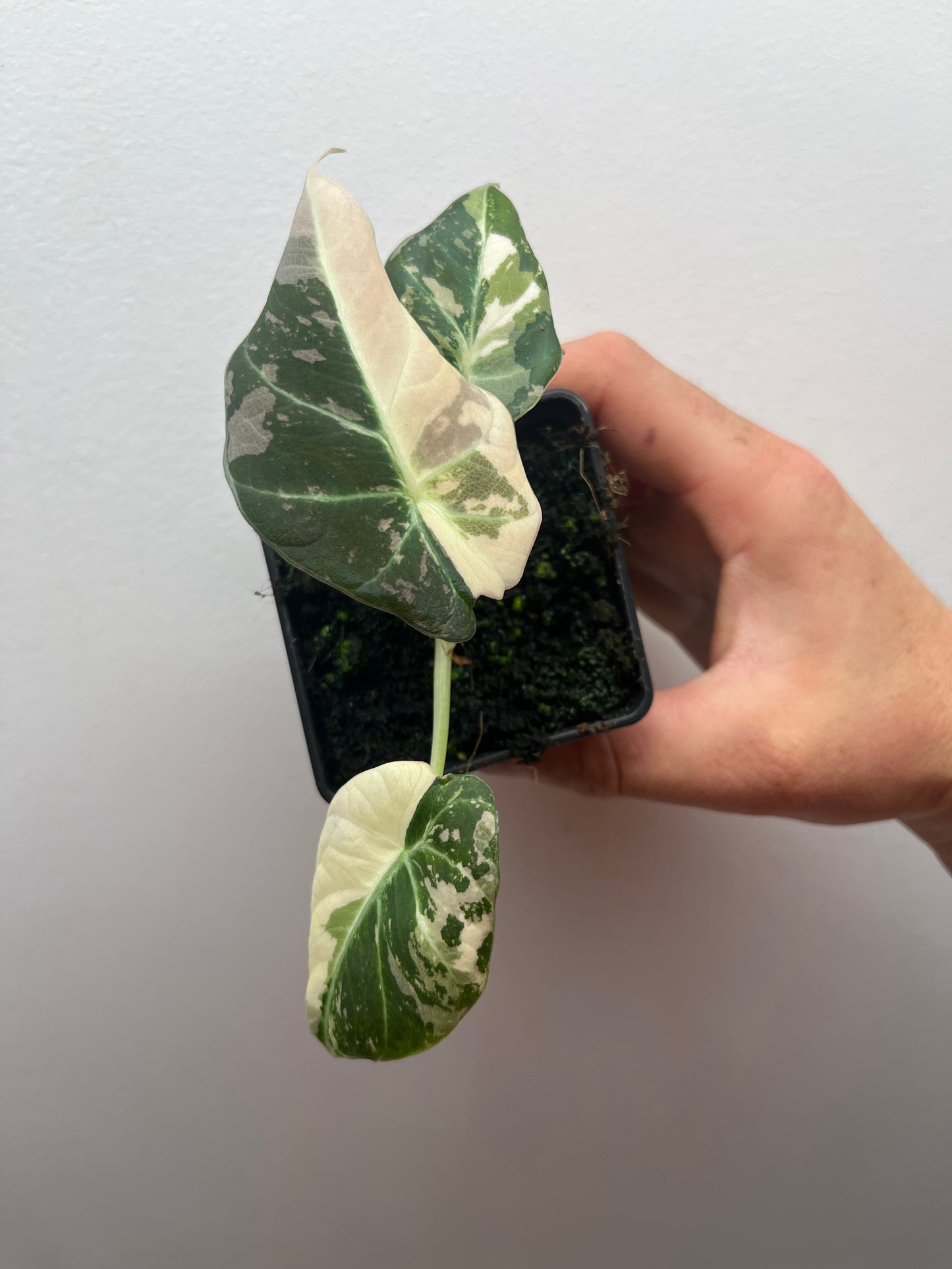 Alocasia Black velvet pink variegated
