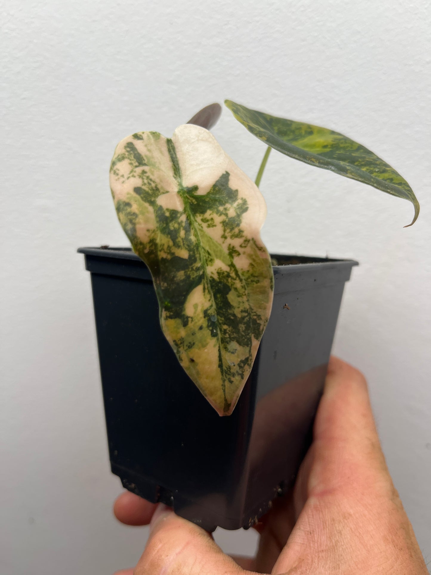 Alocasia Cuprea latte gold aurea variegated #3
