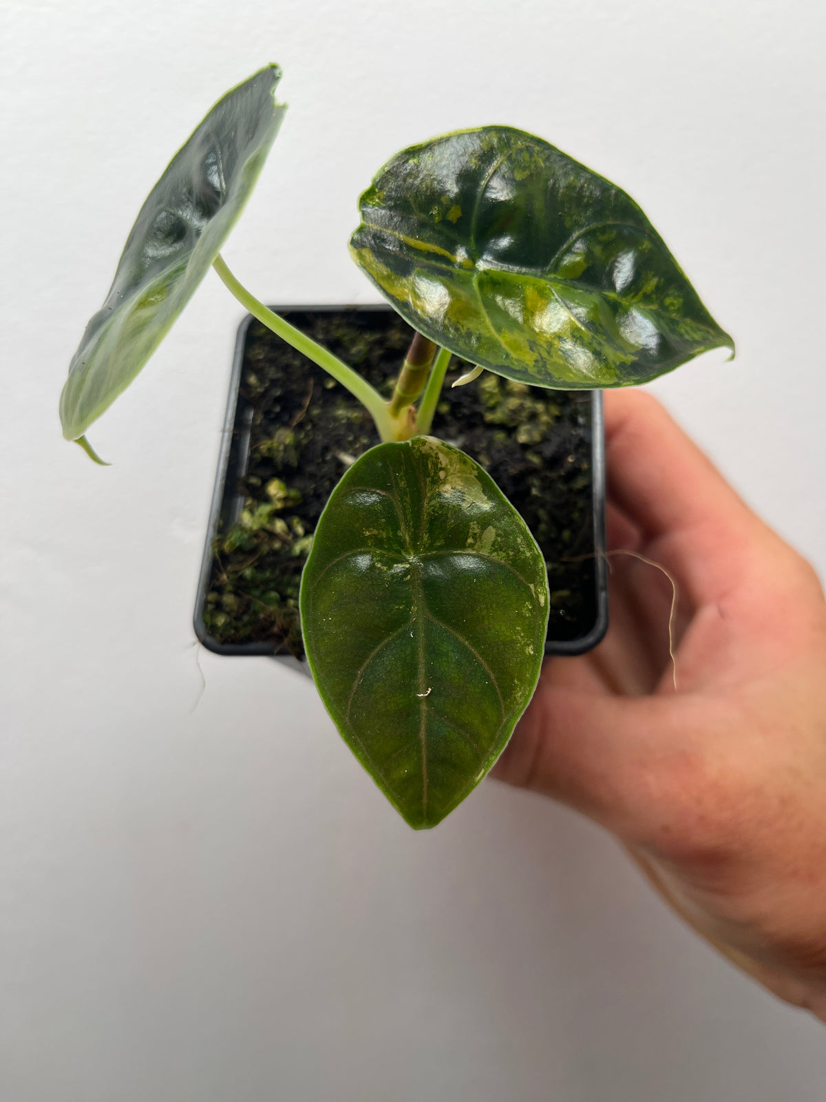 Alocasia Azlanii Aurea Variegated - Rare Aroid #1