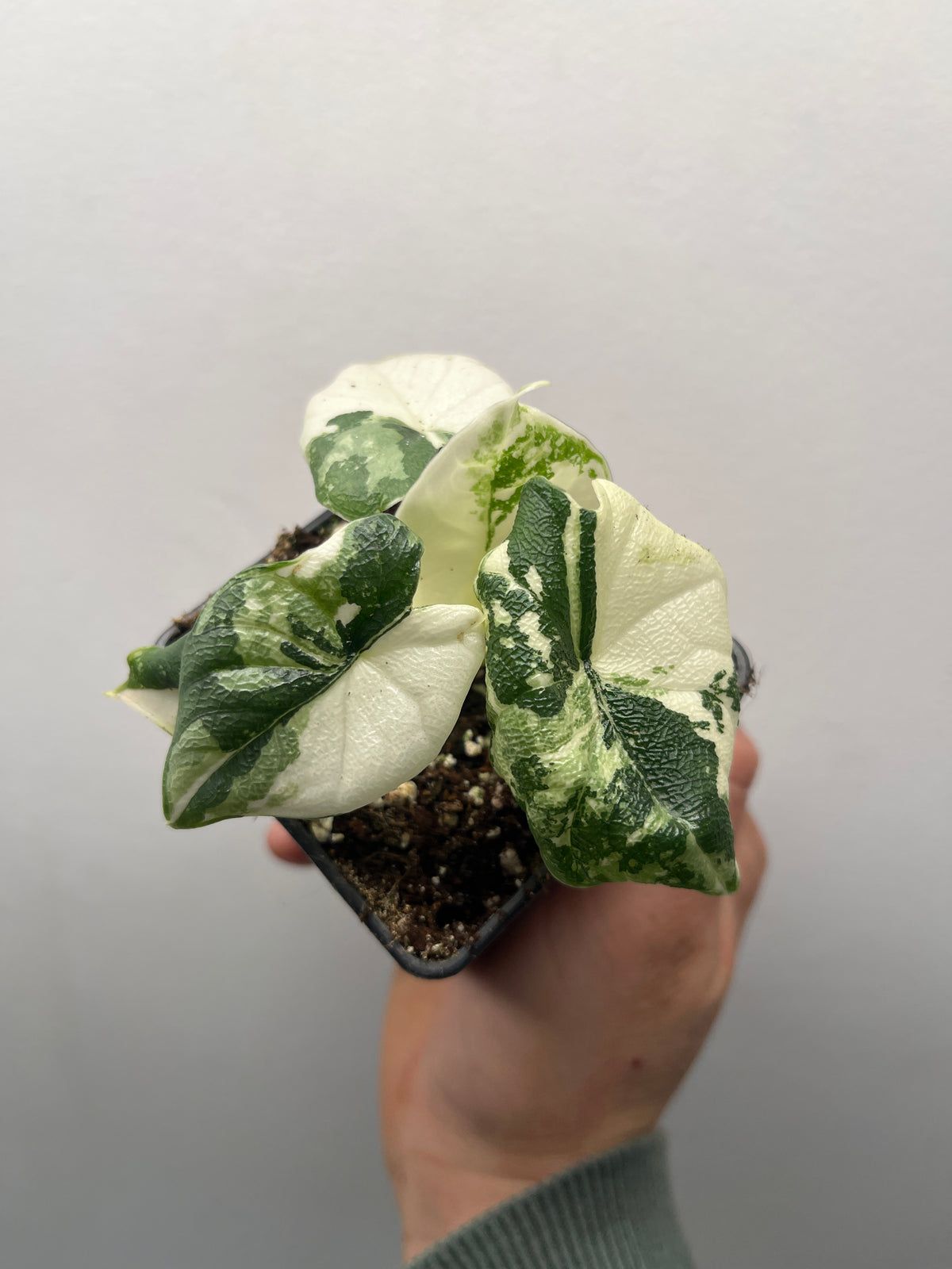 Alocasia Melo Albo Variegated - Rare Variegated Aroid