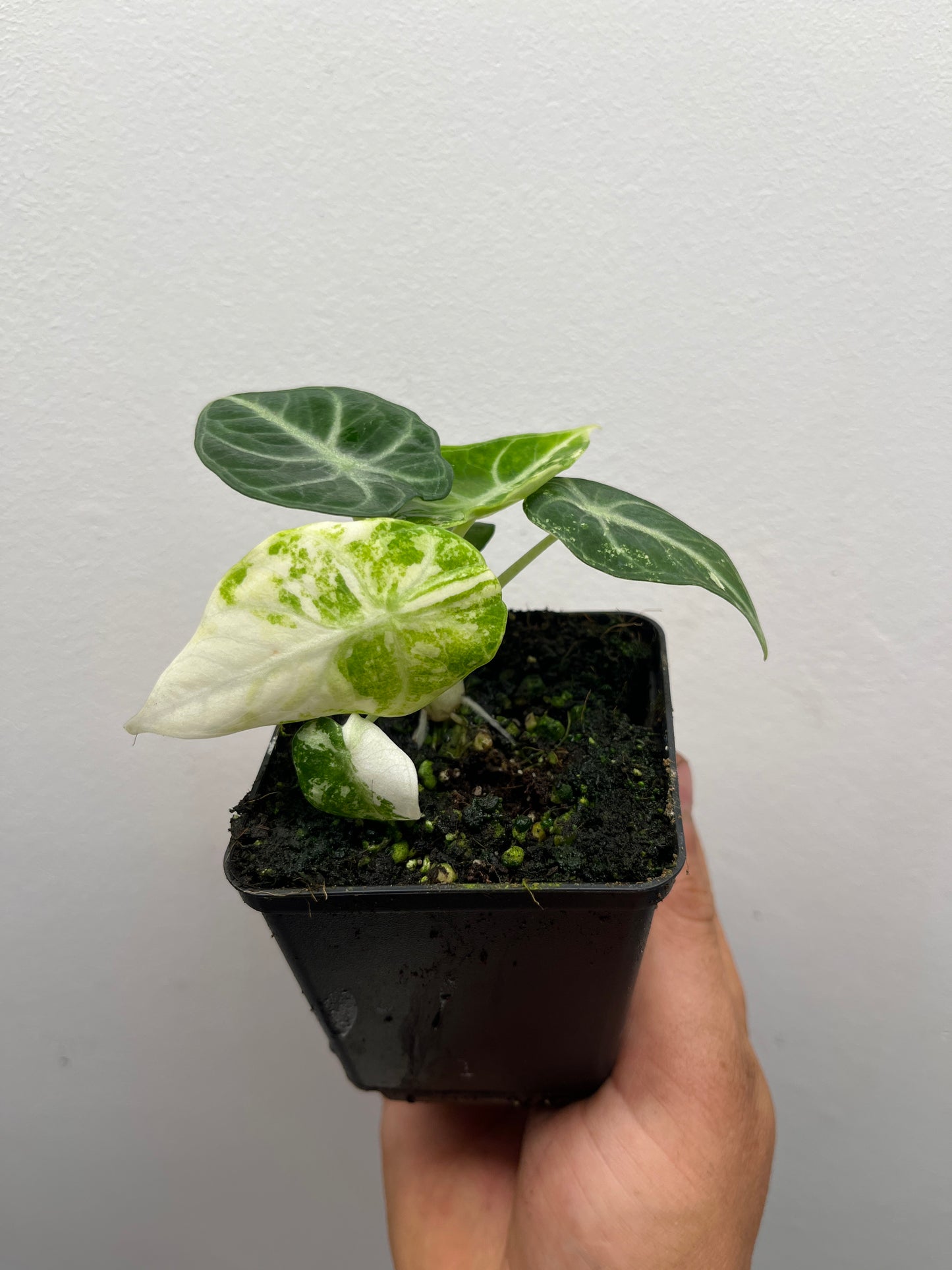 Alocasia Ninja Albo variegated #2