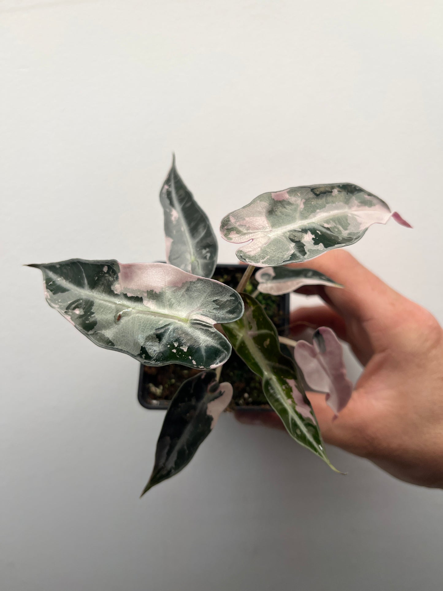 Alocasia Bambino pink variegated