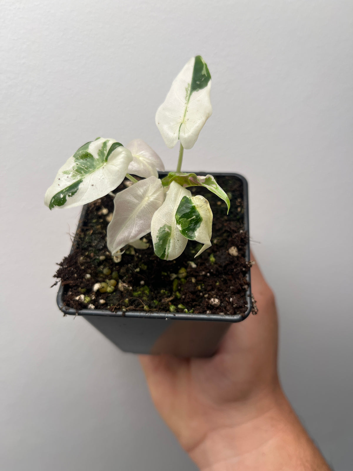 Alocasia Black Satun pink variegated
