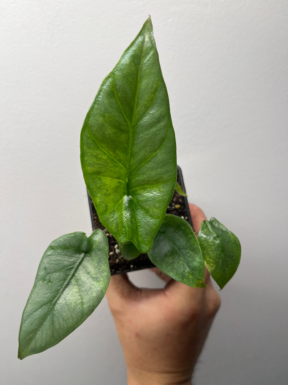 Alocasia Heterophylla 'Metallic Blue' Aurea Variegated