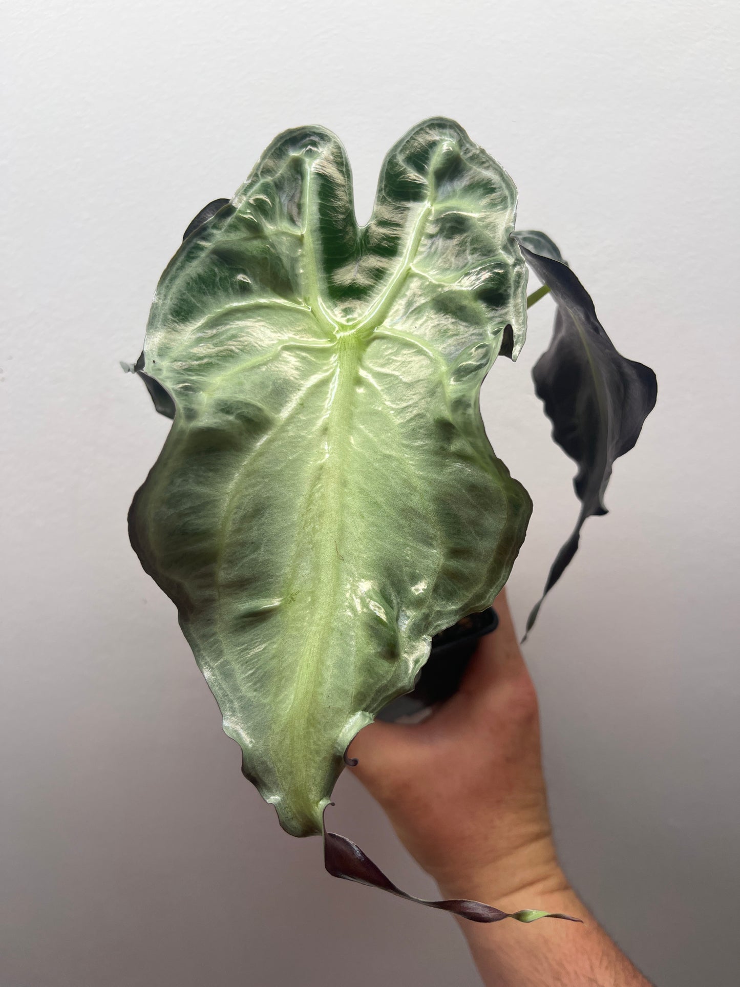 Alocasia Venom
