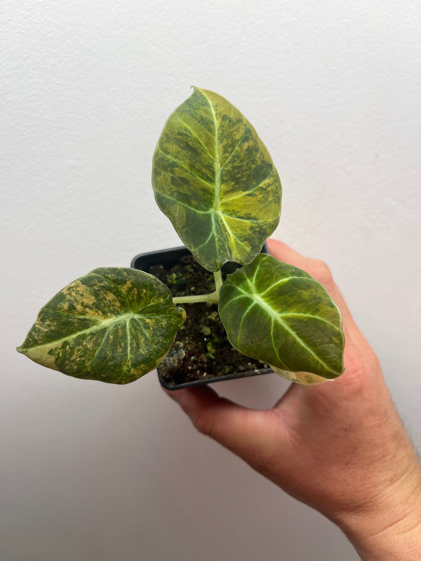 Alocasia Black velvet aurea variegated
