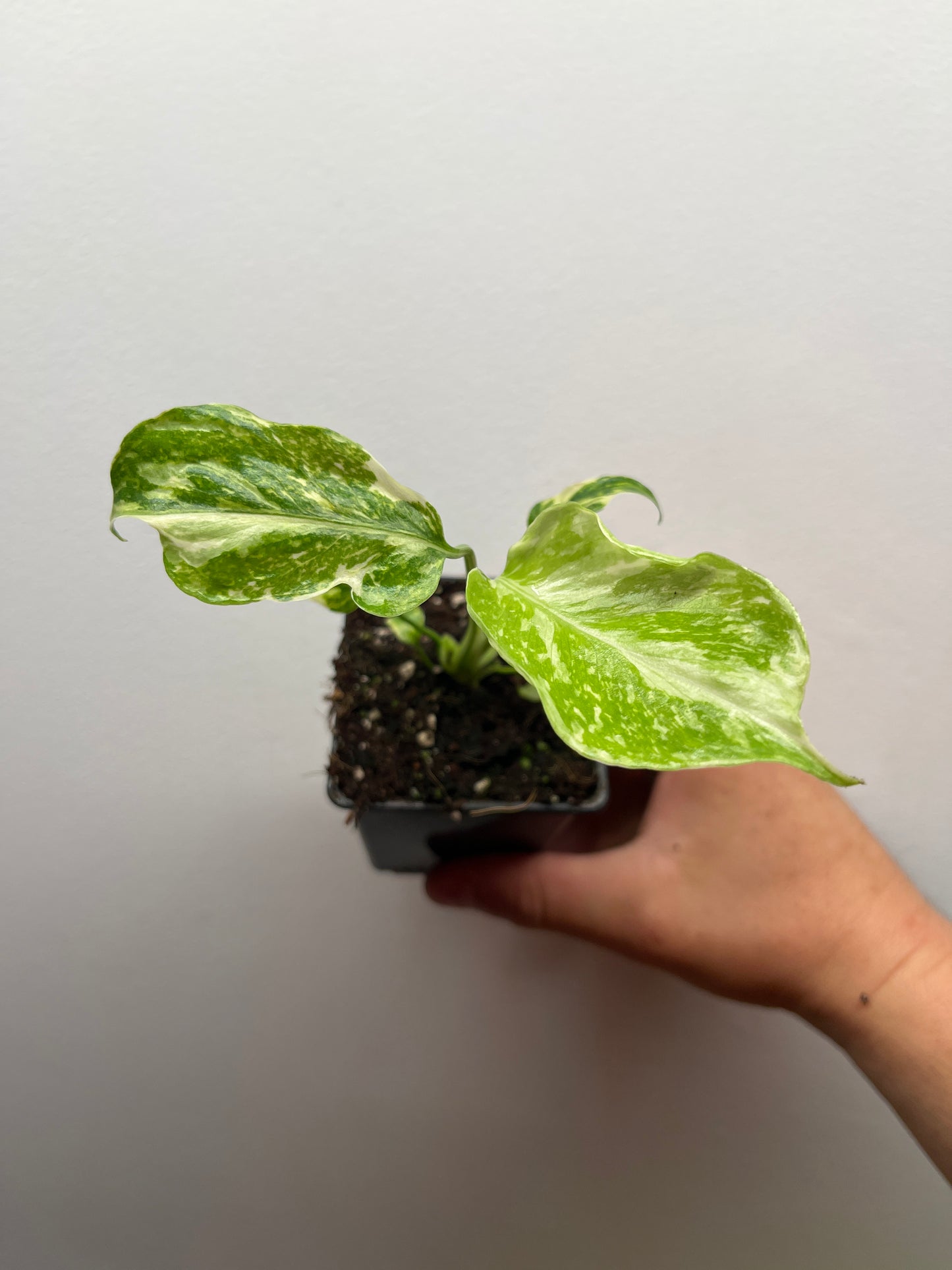 Monstera Deliciosa Electrolyte #1