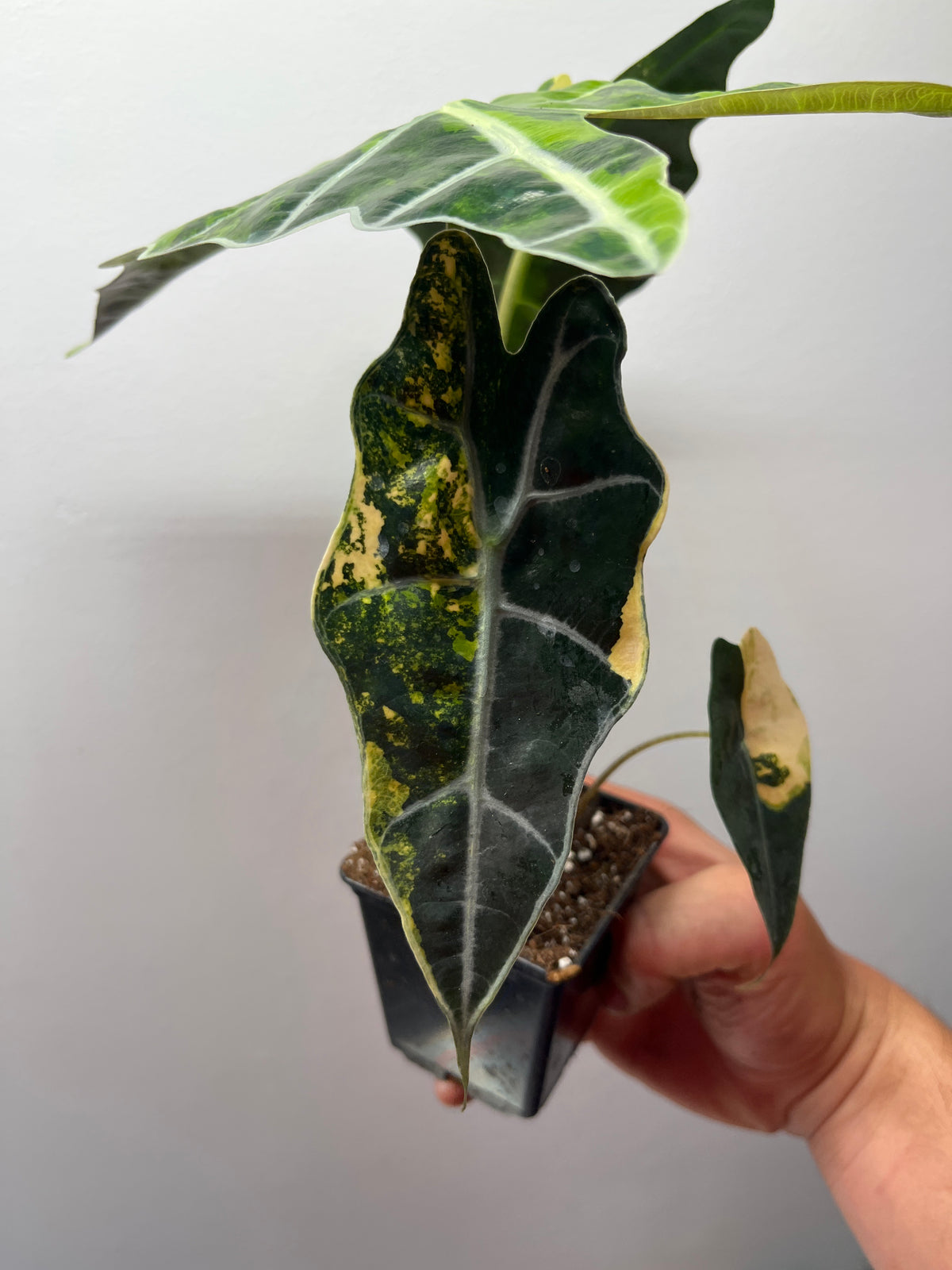 Alocasia Amazonica aurea variegated #3