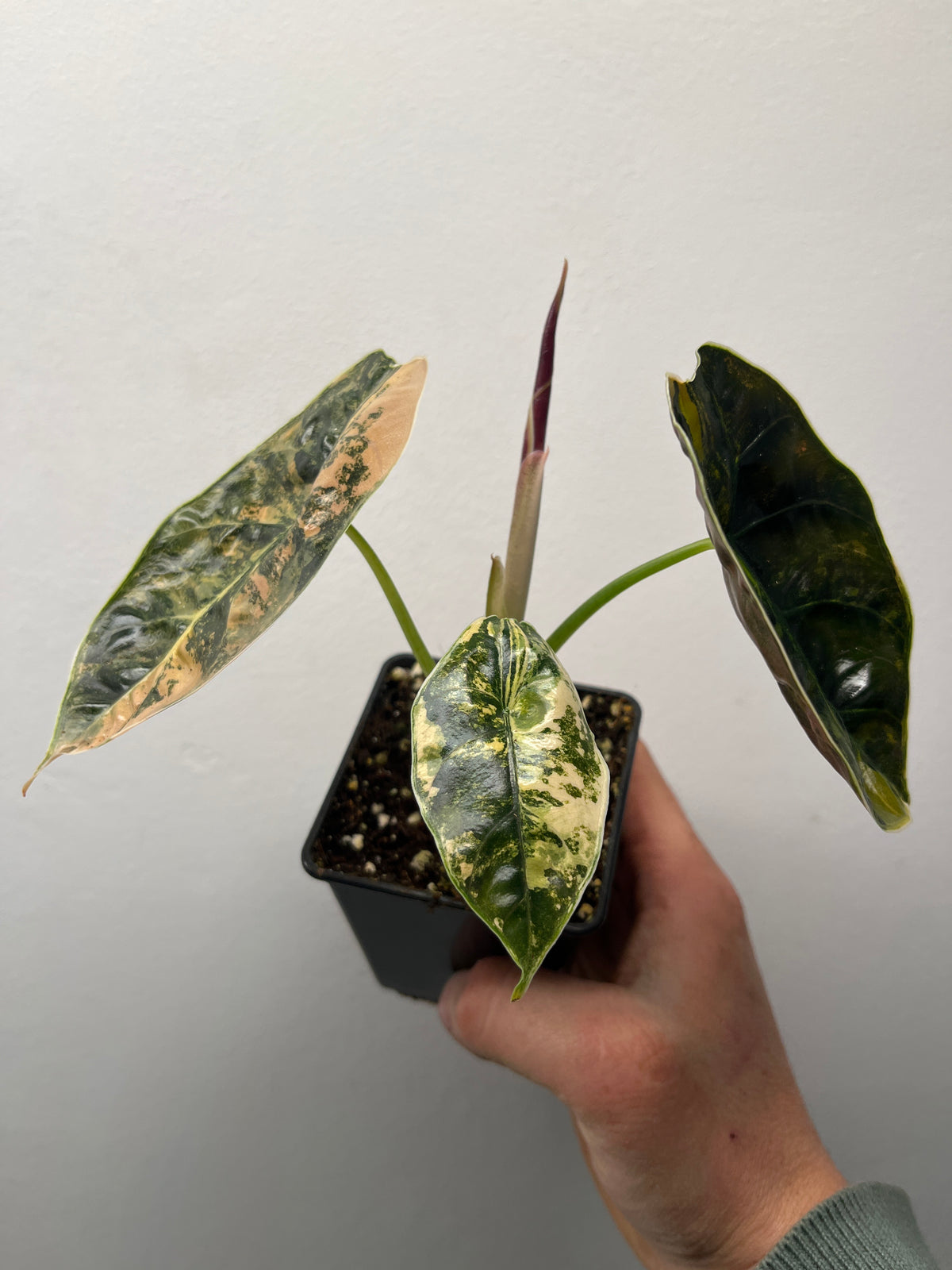 Alocasia Azlanii Aurea Variegated - Rare Aroid #2