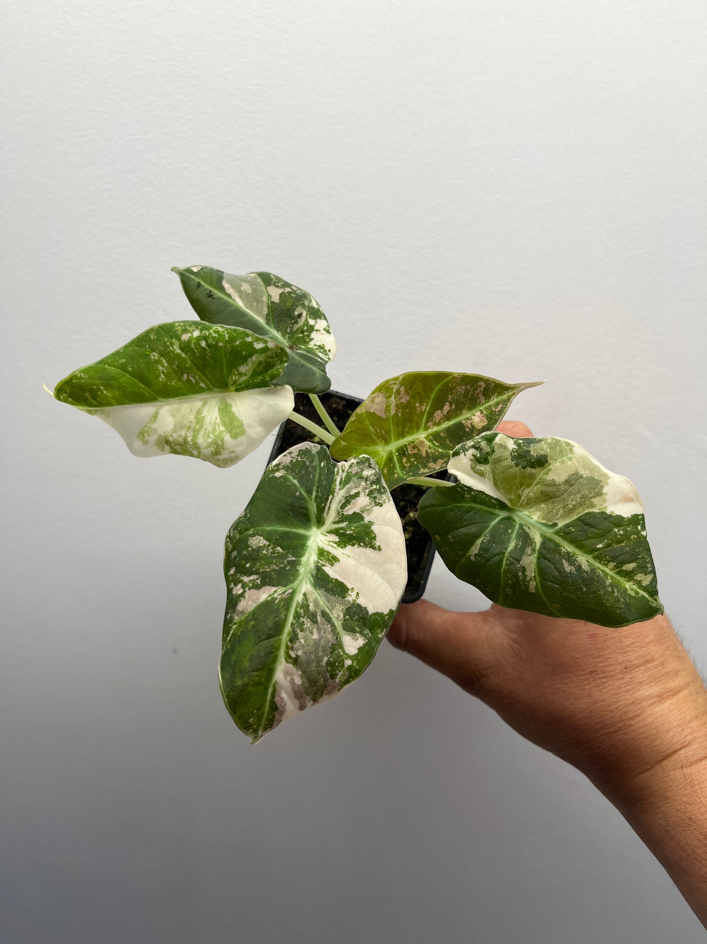Alocasia Black velvet pink variegated
