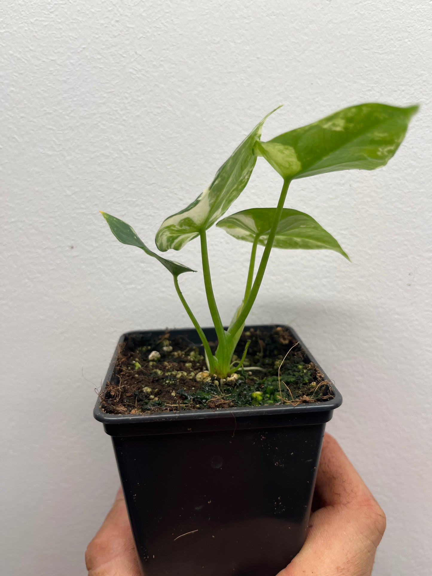 Alocasia Sinuata albo variegated #2