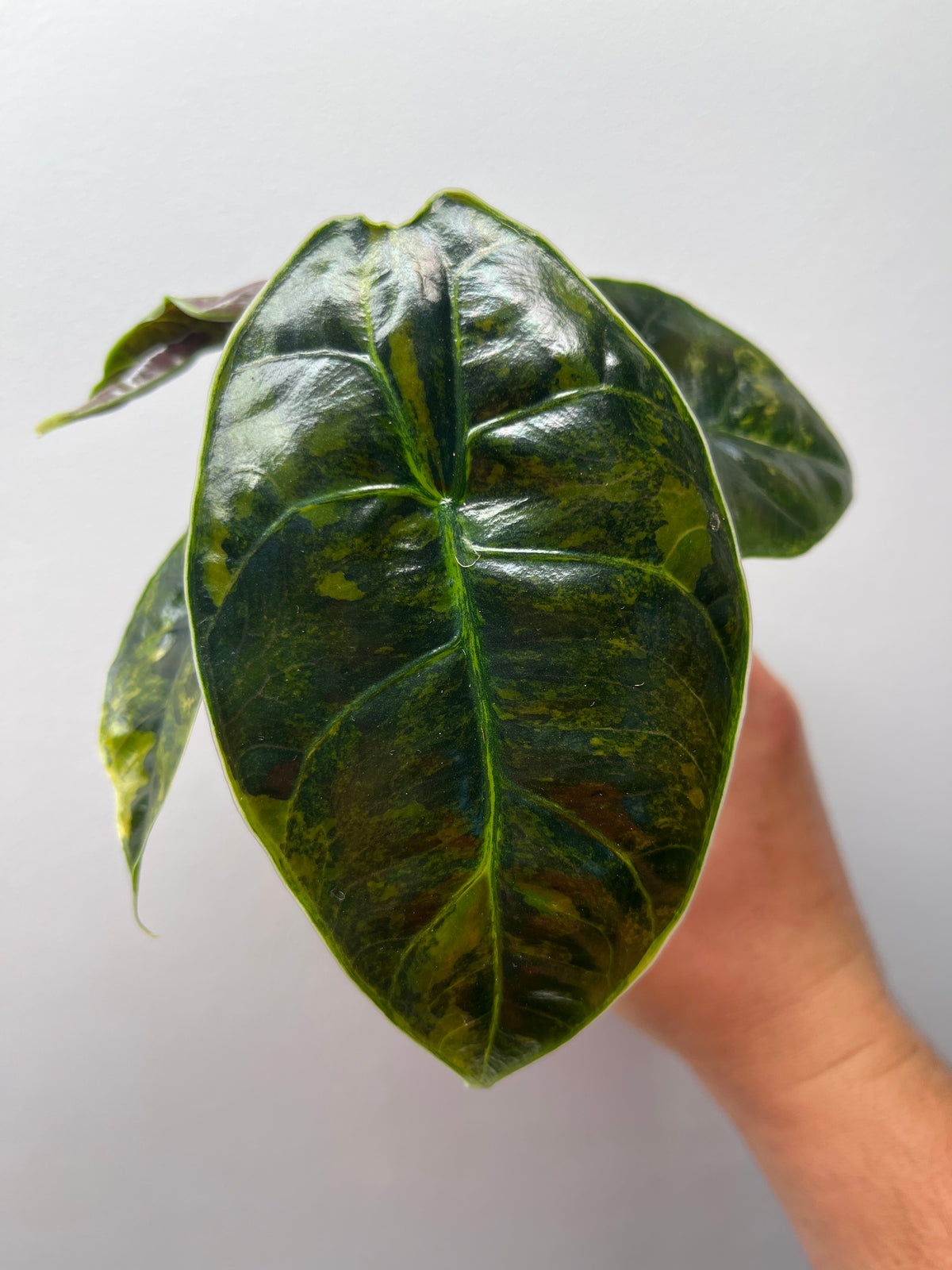 Alocasia Azlanii Aurea Variegated - Rare Aroid #3