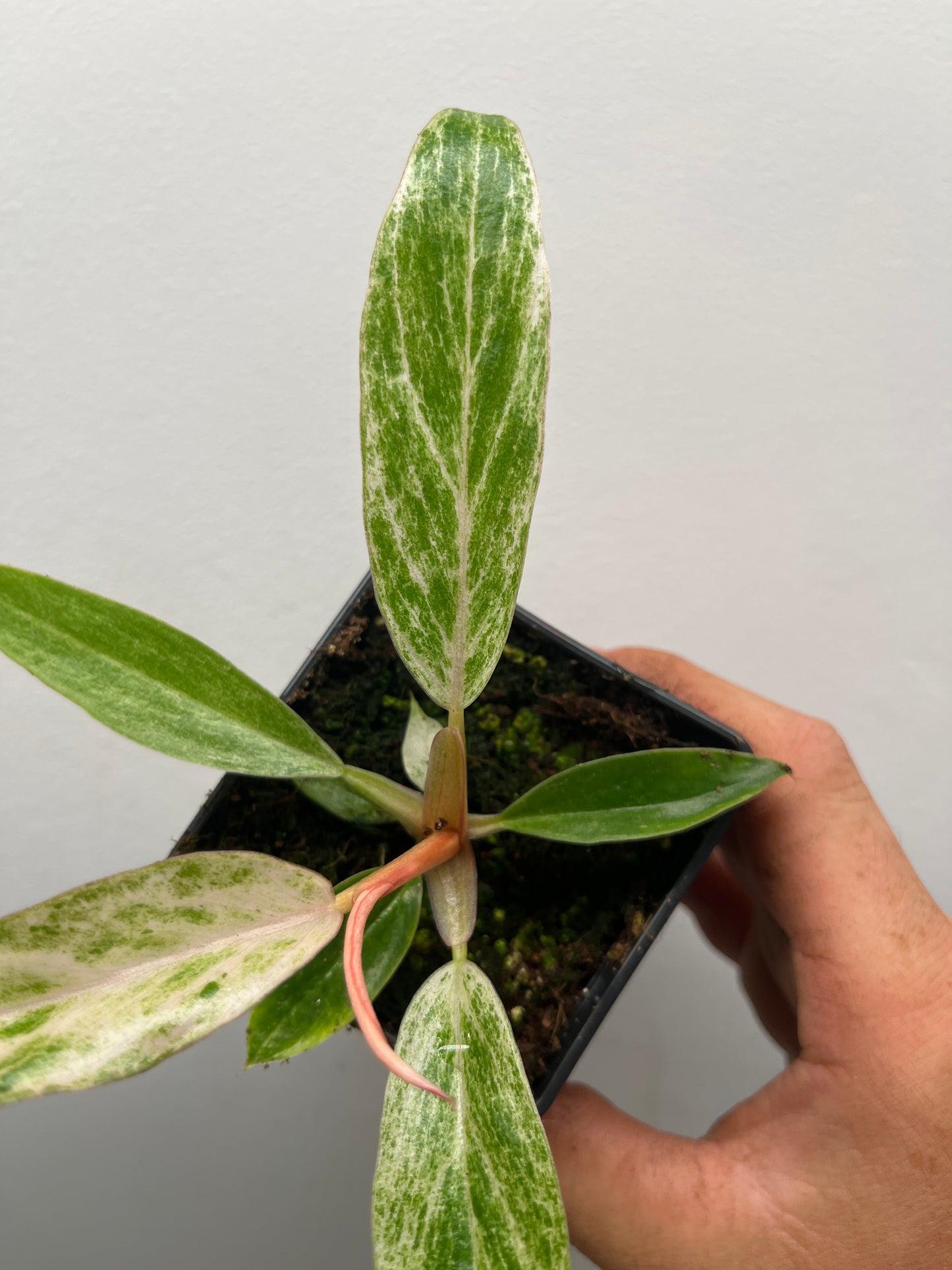Philodendron Strawberry Caramel Marble Pink Variegated #3