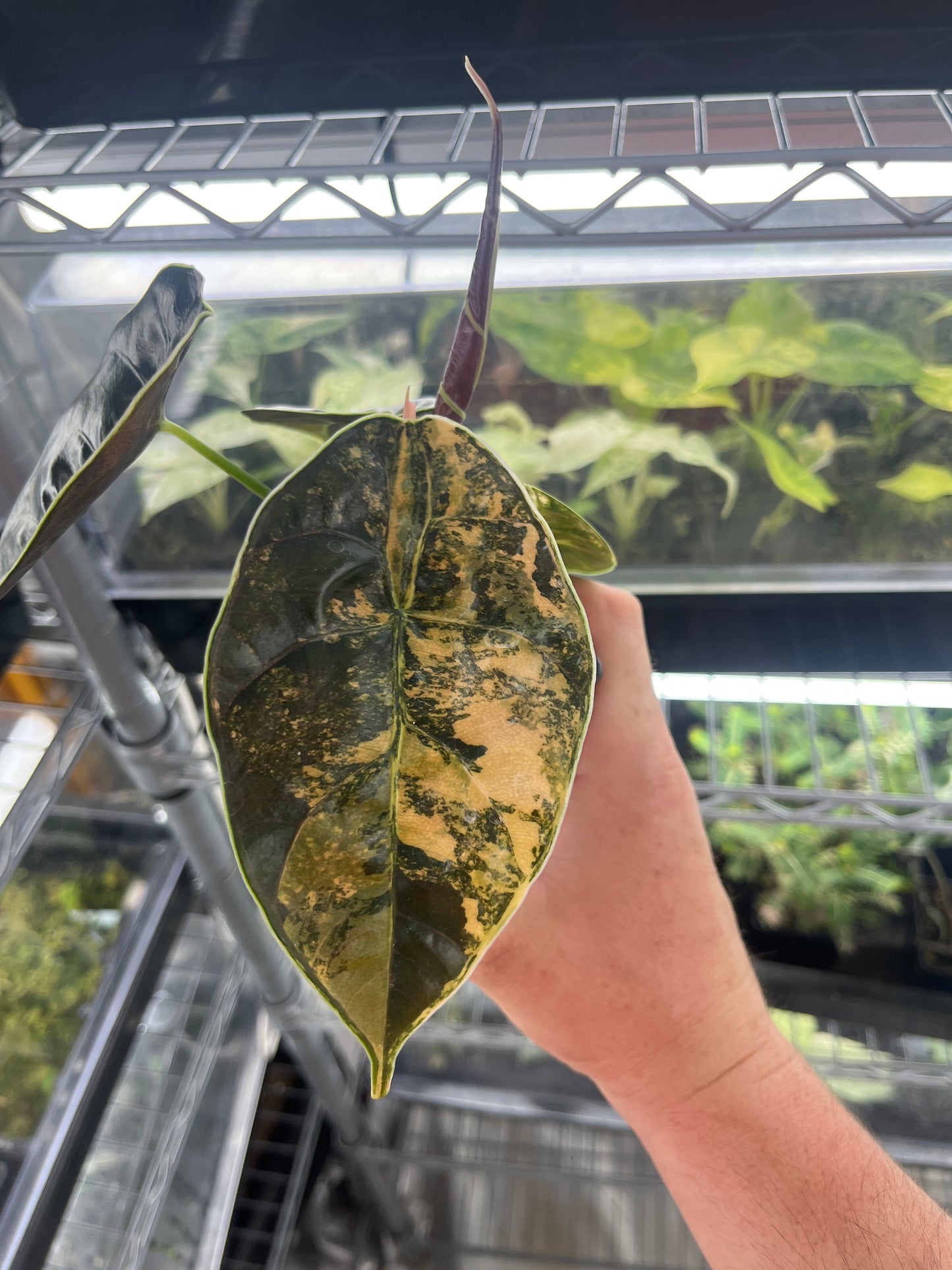 Alocasia Azlanii aurea variegated #2