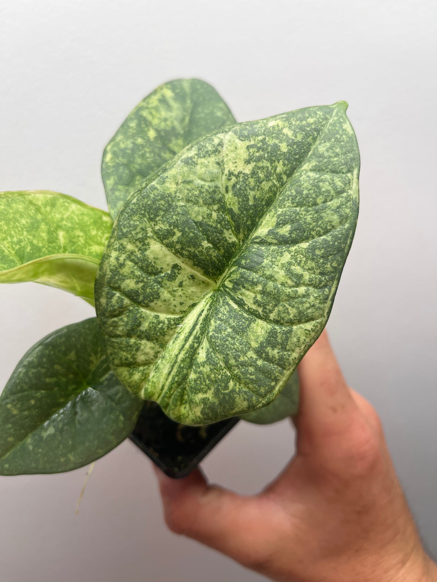 Alocasia Reginae Albo/Mint variegated #4