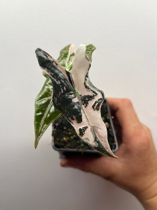 Alocasia Sanderiana 'Nobilis' Pink variegated #1