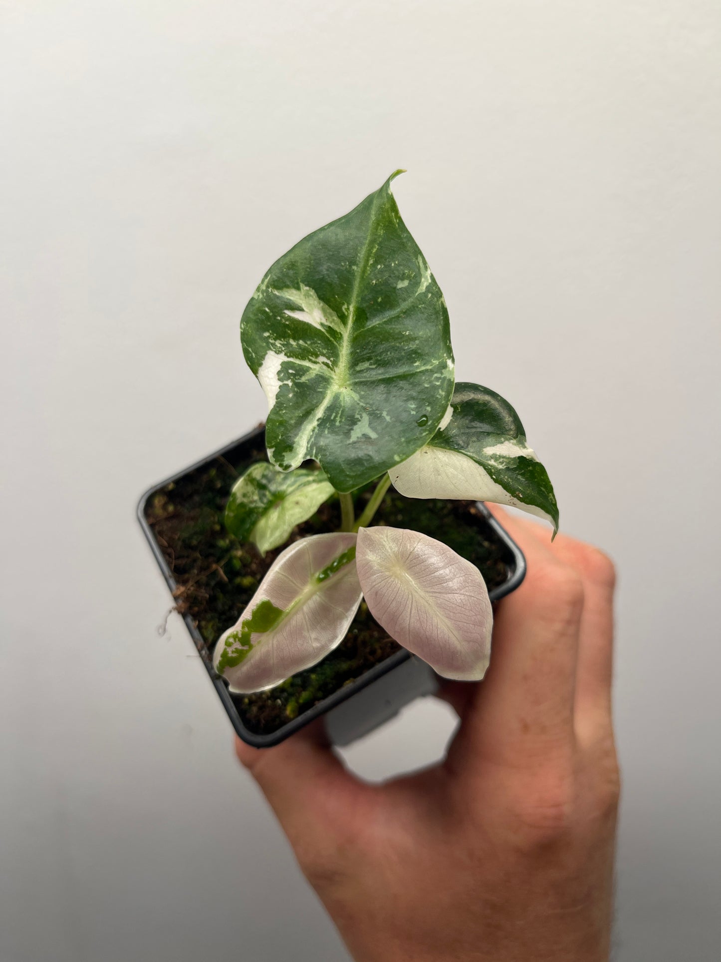 Alocasia Black Satun pink variegated #3 🦄