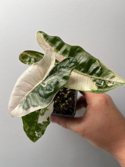 Alocasia Pseudo Sanderiana Pink Variegated - Rare Aroid #2