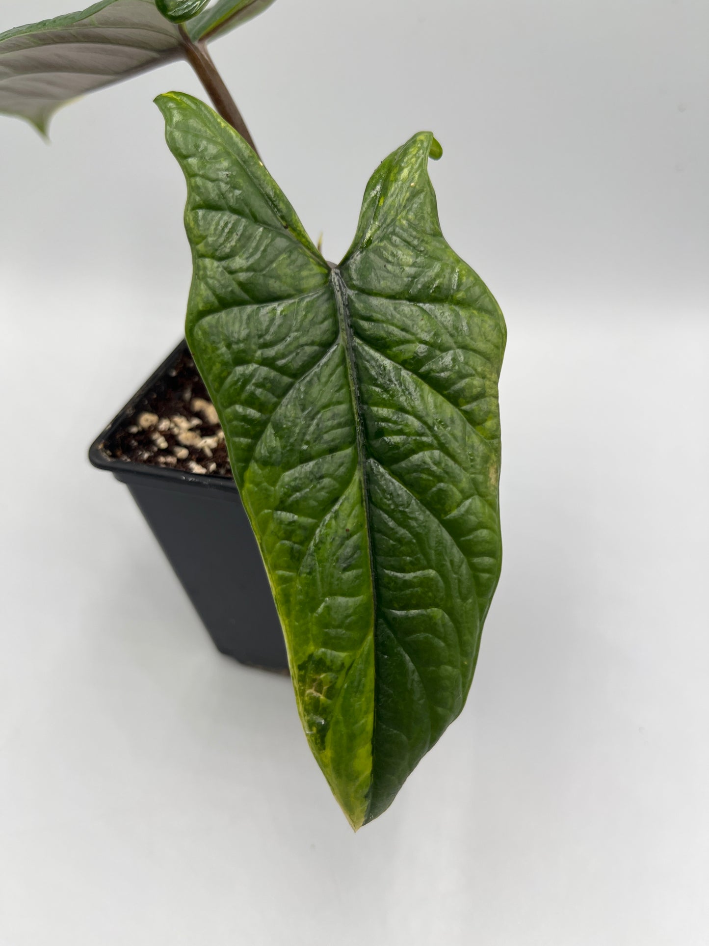 Scalprum aurea variegated #2