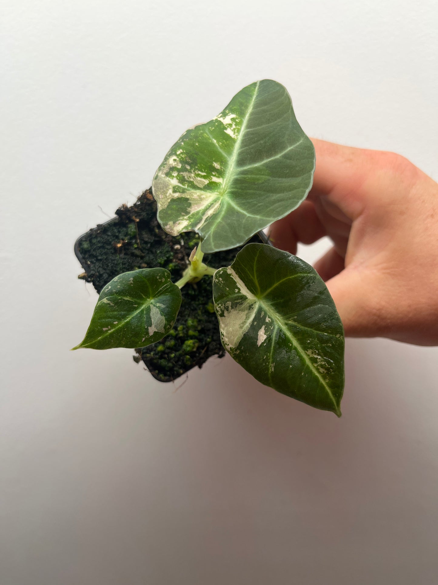 Alocasia Black velvet pink variegated