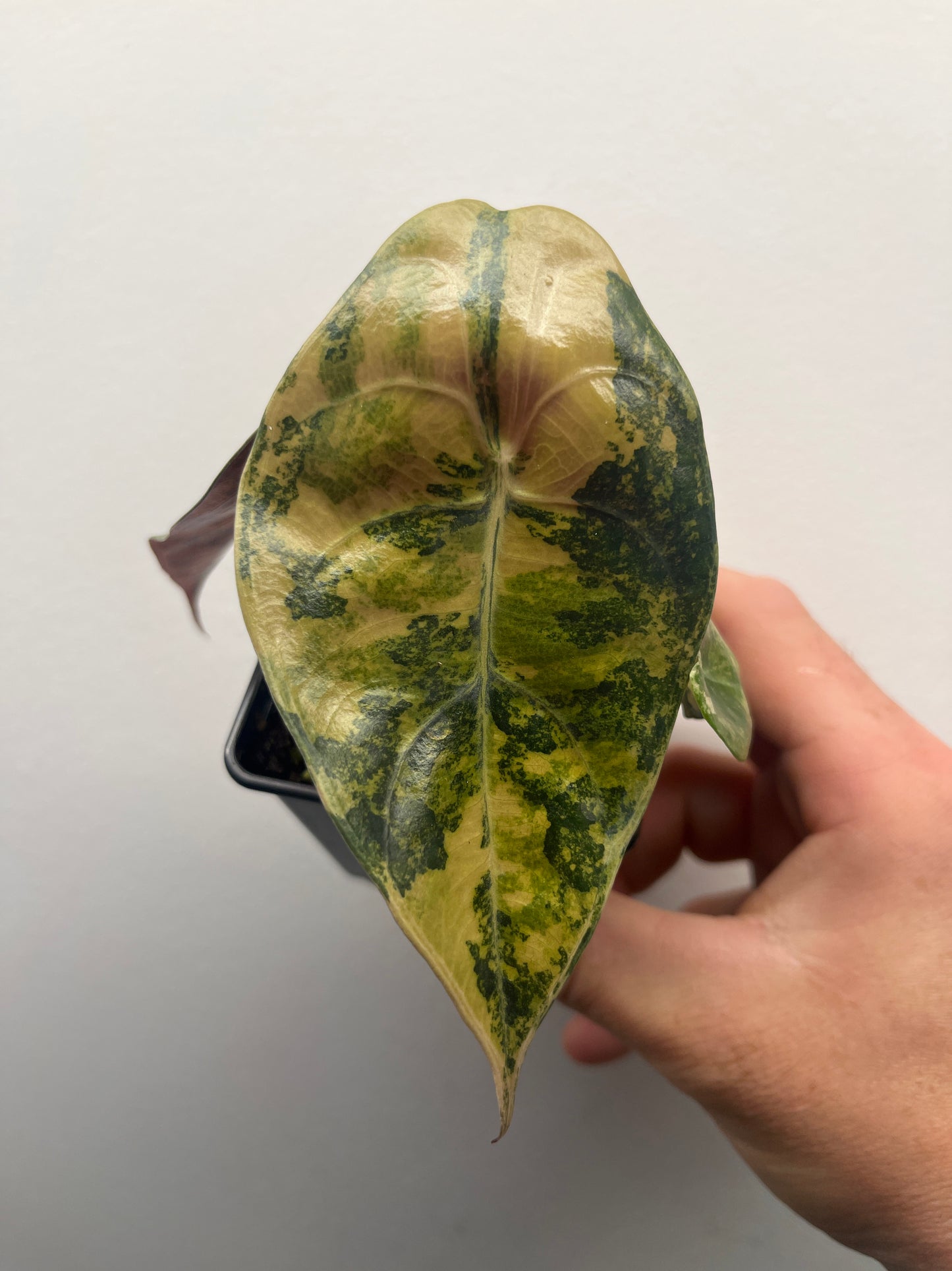 Alocasia Sedenii aurea variegated #1