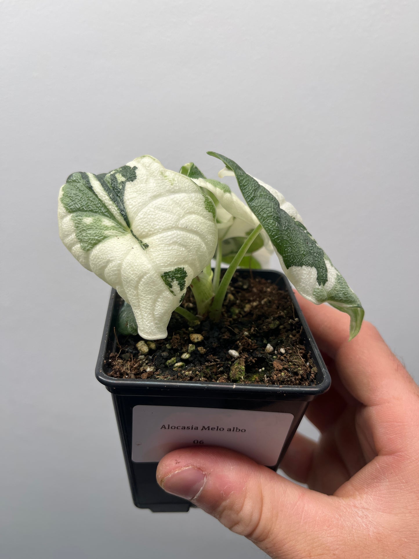 Alocasia Melo albo variegated #6